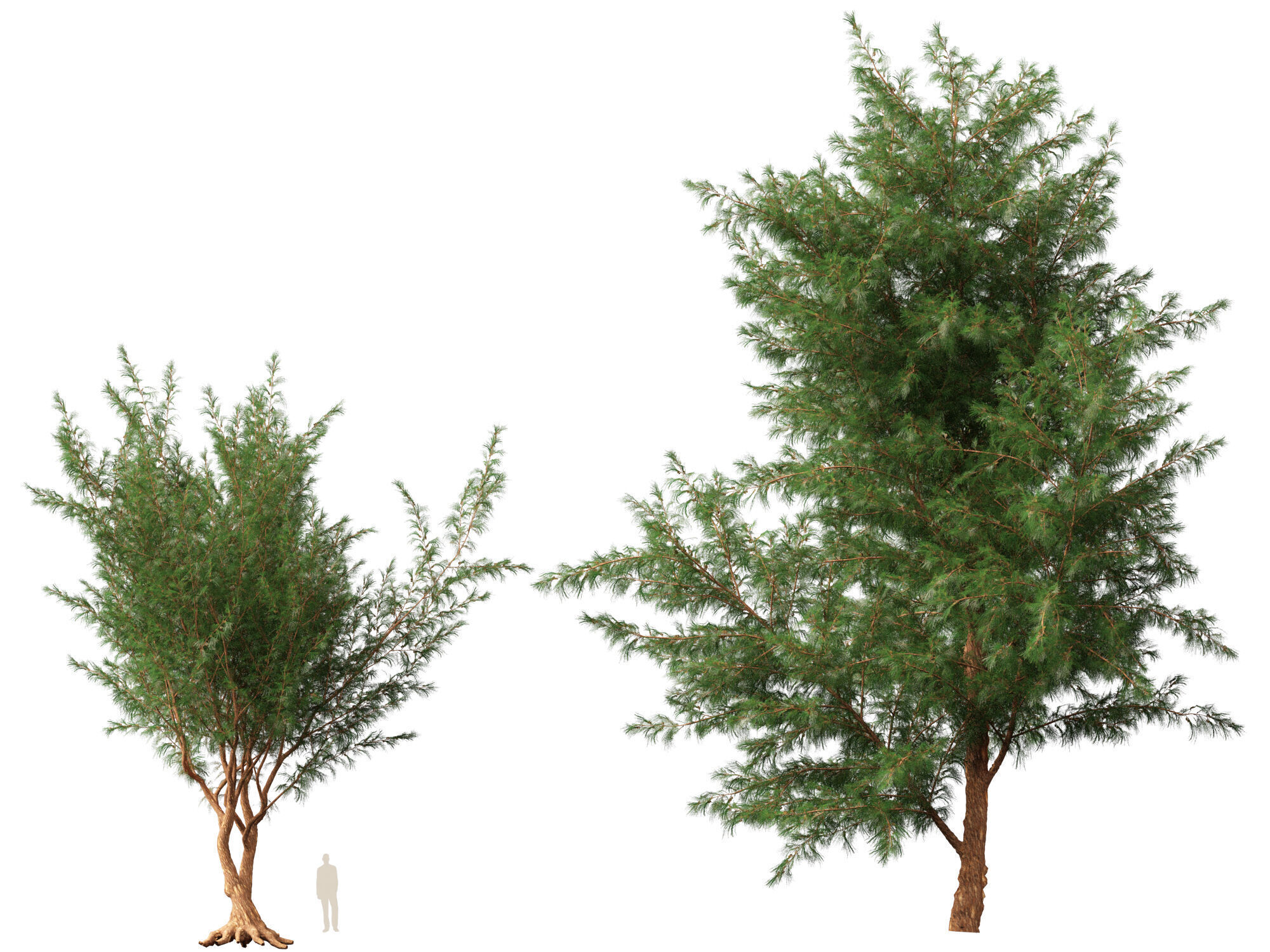 High-LowPoly - Casuarina equisetifolia - Australian pine tree Low-poly 3D model_8