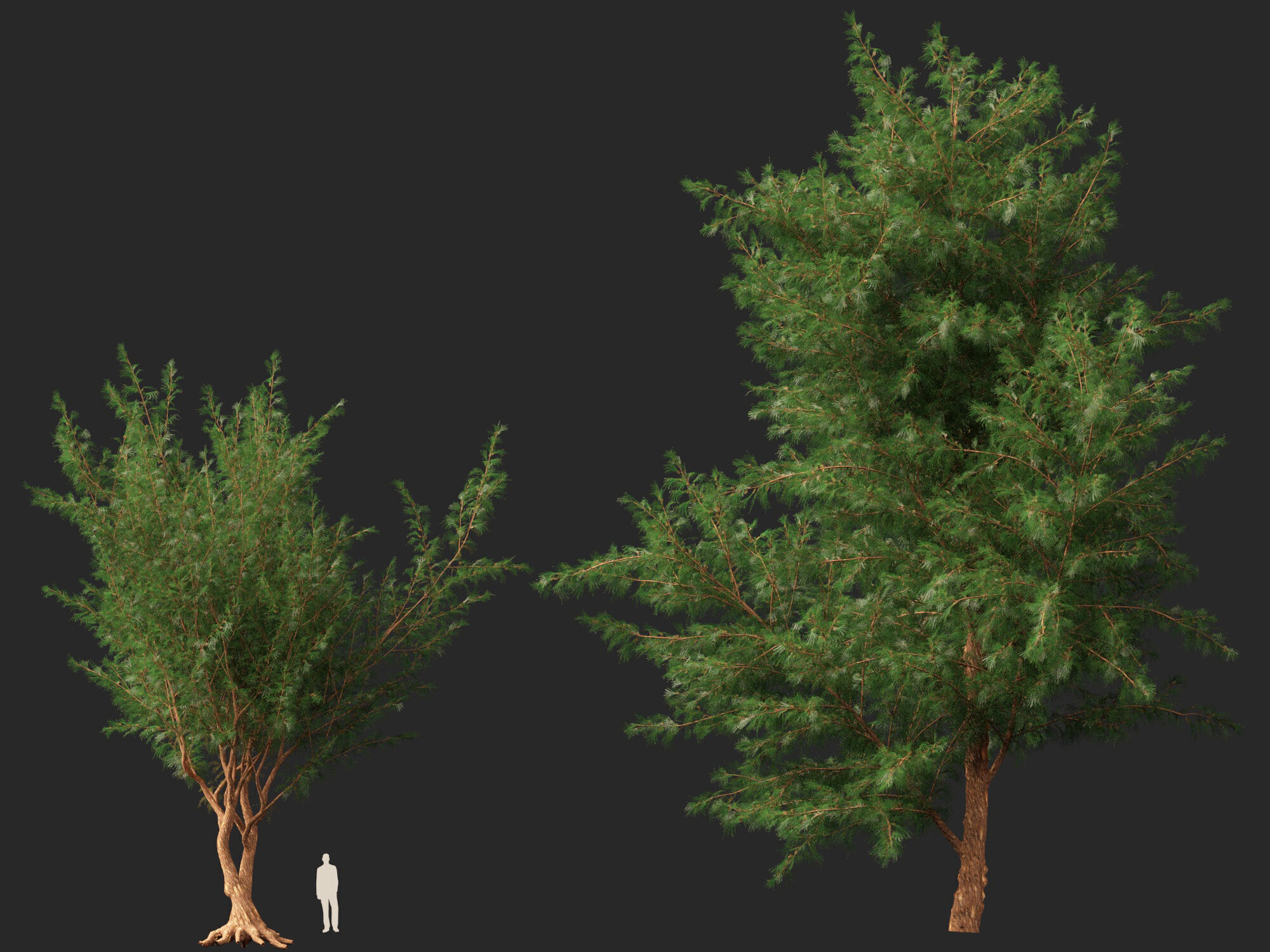 High-LowPoly - Casuarina equisetifolia - Australian pine tree Low-poly 3D model_9