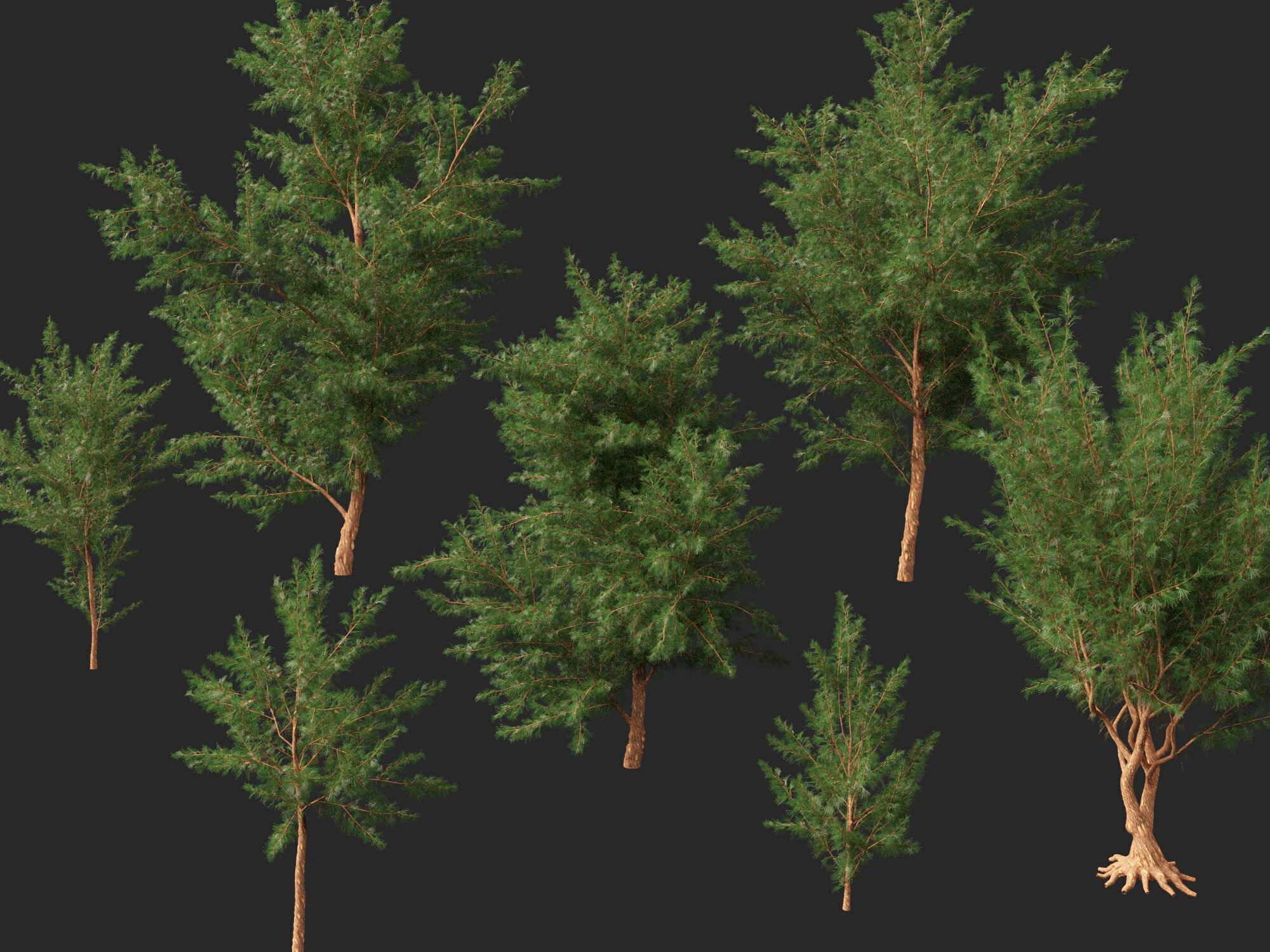High-LowPoly - Casuarina equisetifolia - Australian pine tree Low-poly 3D model_3