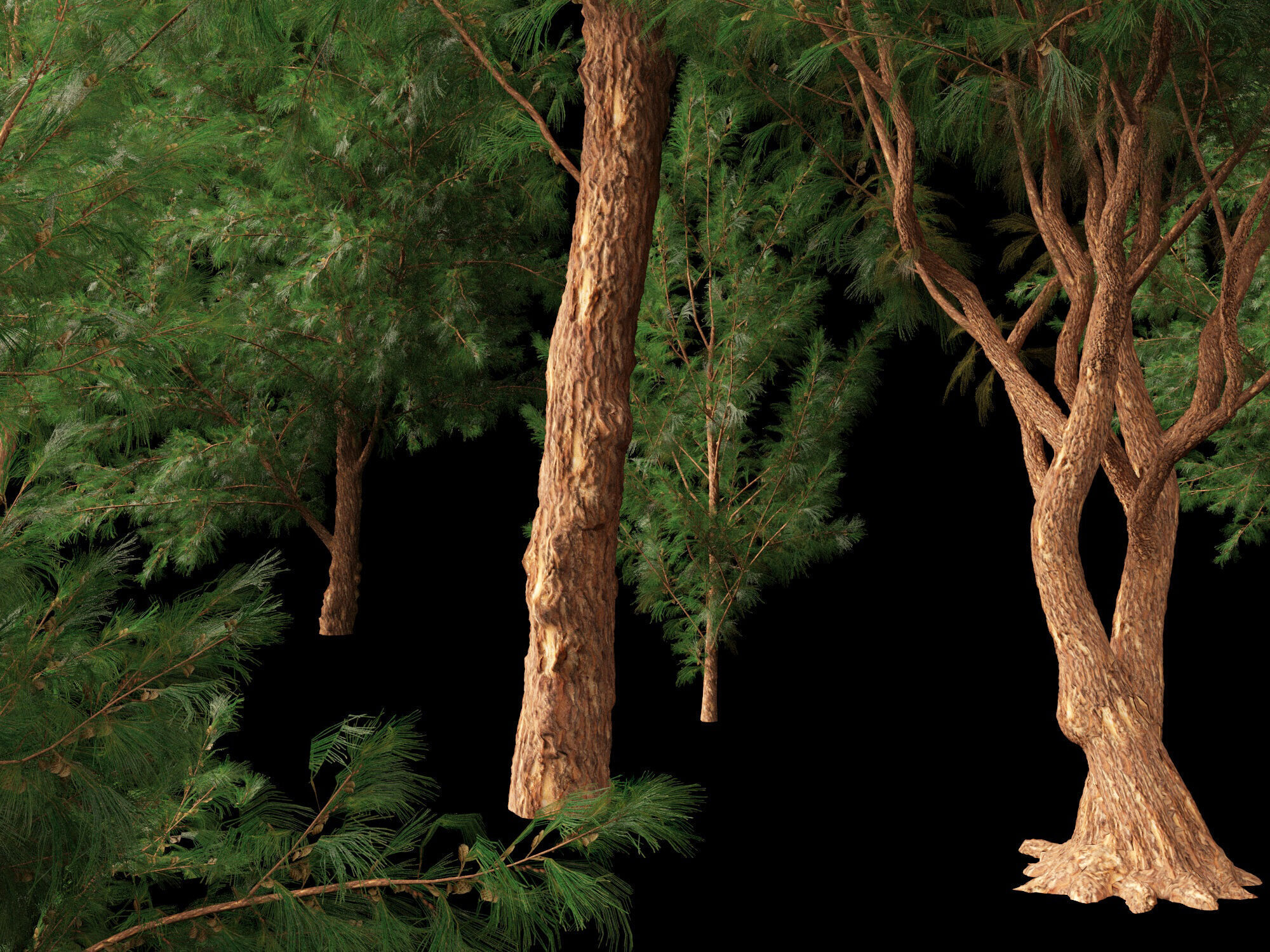 High-LowPoly - Casuarina equisetifolia - Australian pine tree Low-poly 3D model_4