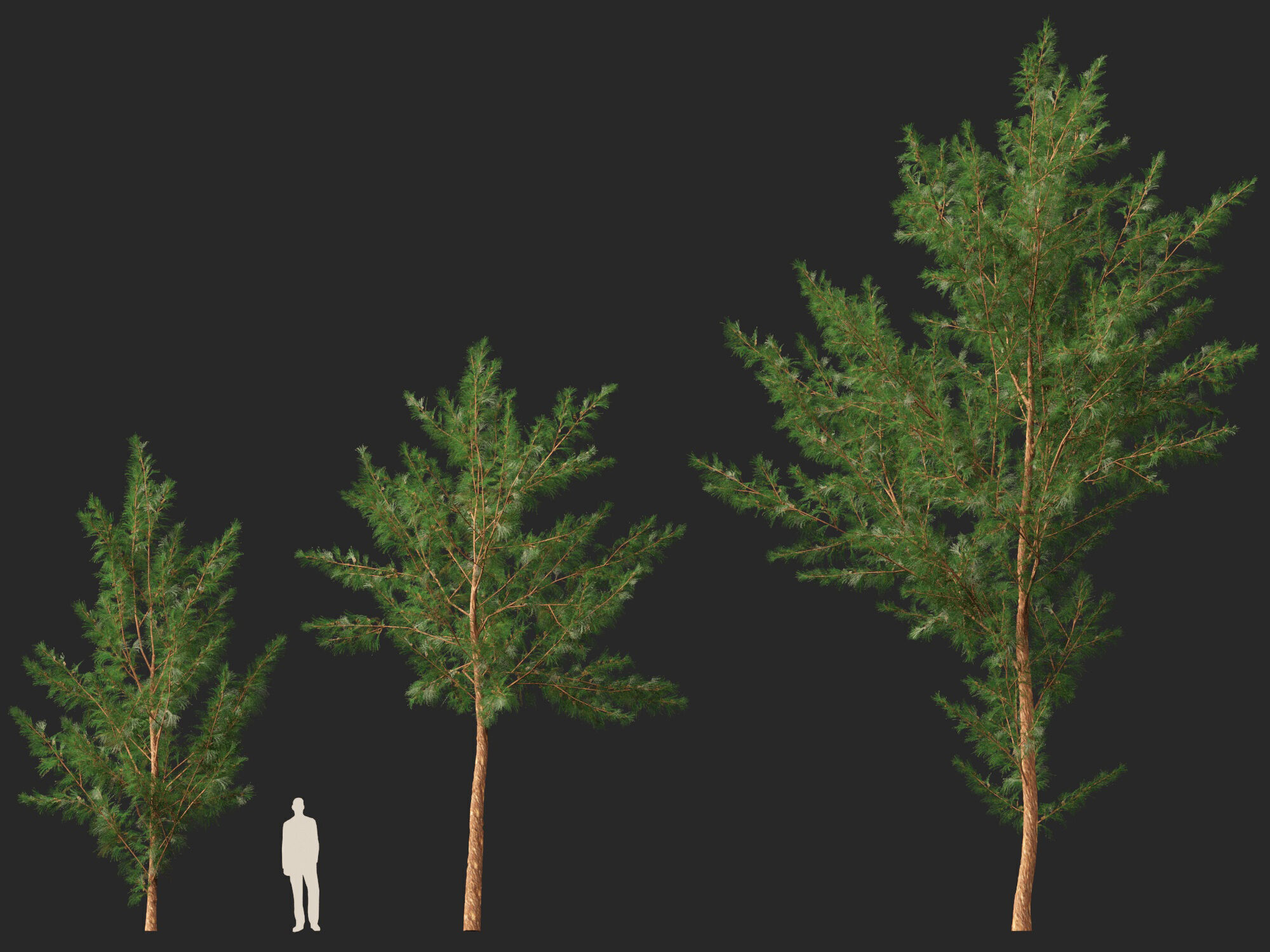 High-LowPoly - Casuarina equisetifolia - Australian pine tree Low-poly 3D model_7
