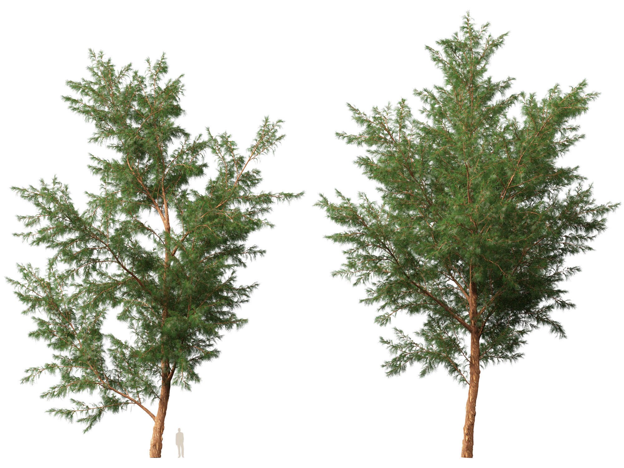High-LowPoly - Casuarina equisetifolia - Australian pine tree Low-poly 3D model_10