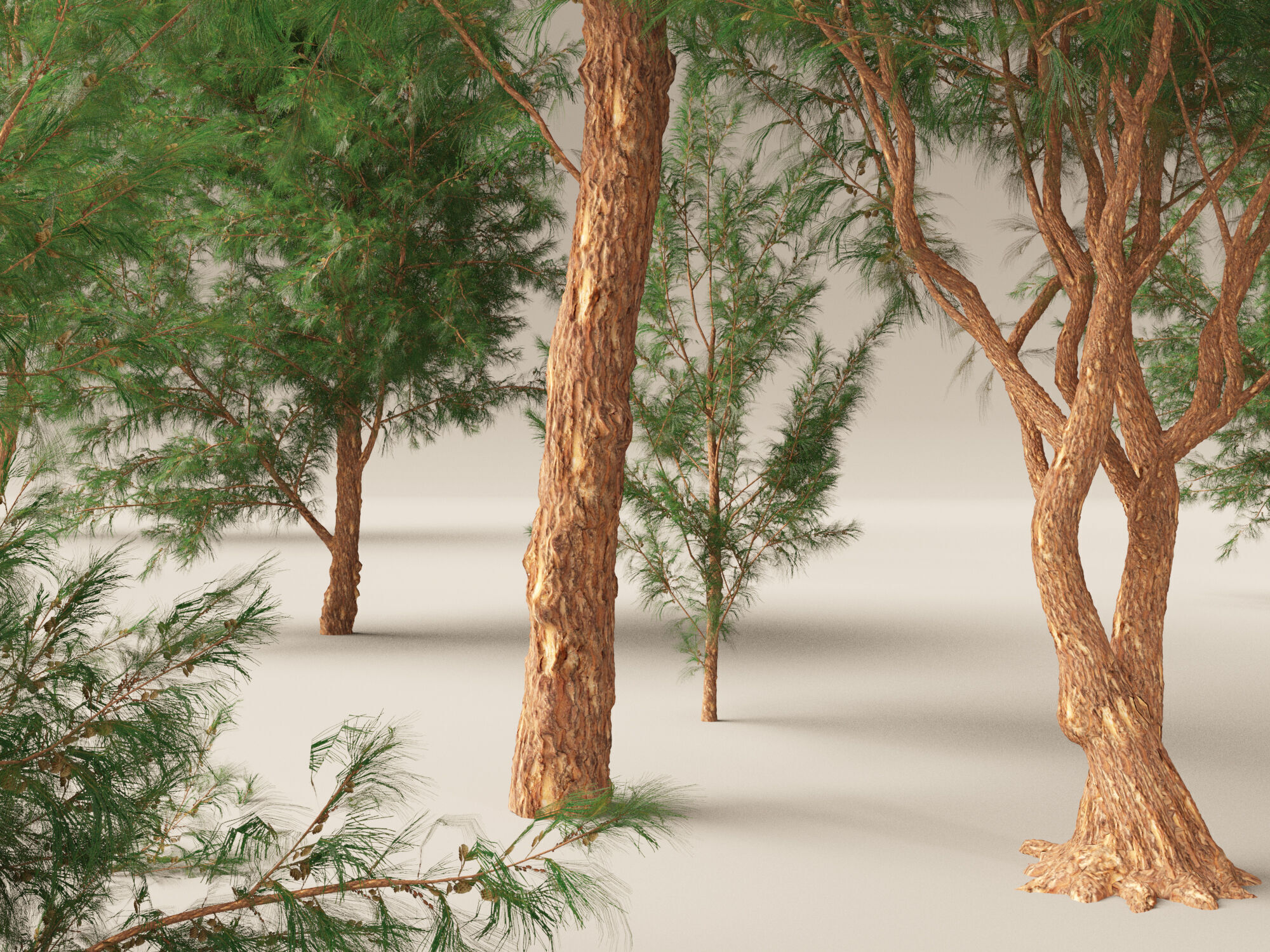 High-LowPoly - Casuarina equisetifolia - Australian pine tree Low-poly 3D model_1
