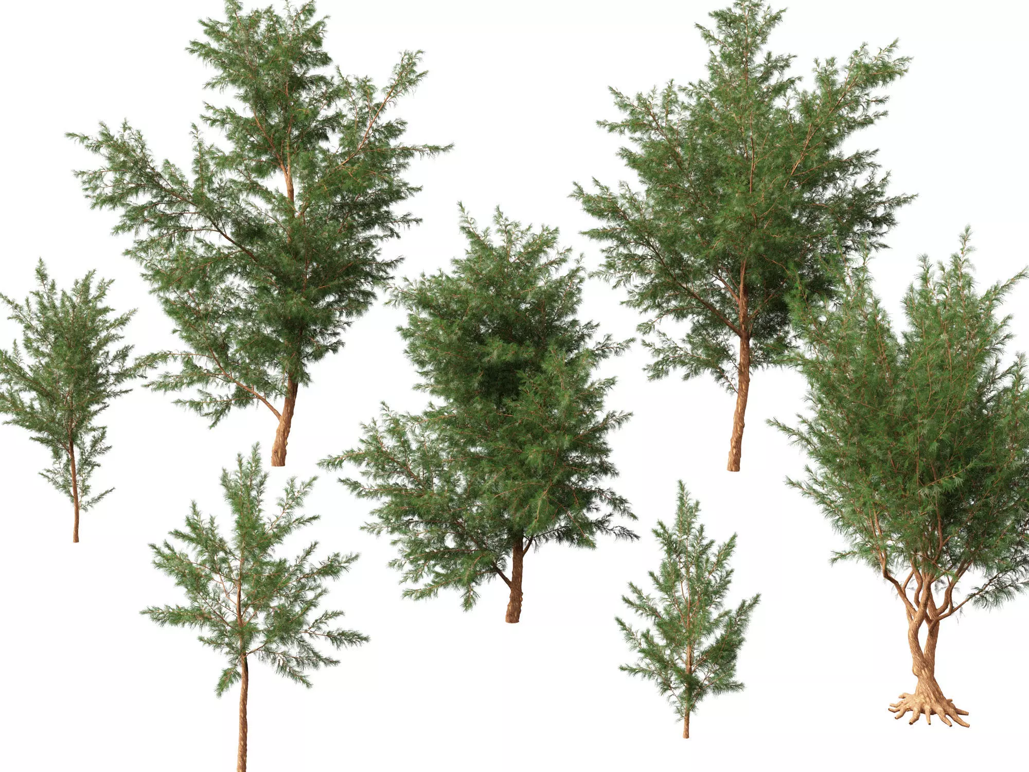 High-LowPoly - Casuarina equisetifolia - Australian pine tree Low-poly 3D model_0