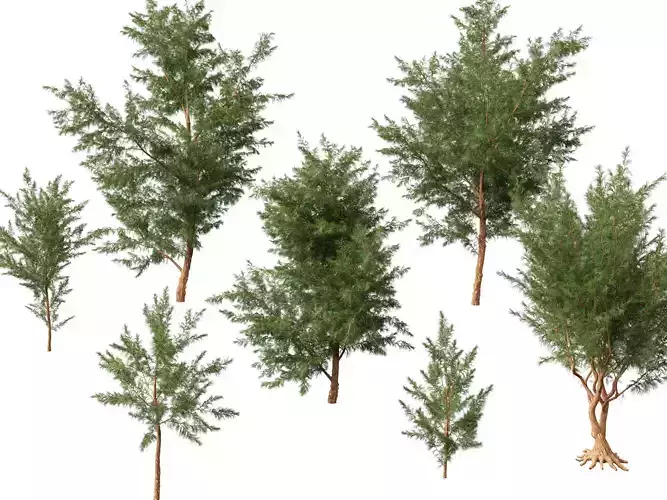 High-LowPoly - Casuarina equisetifolia - Australian pine tree