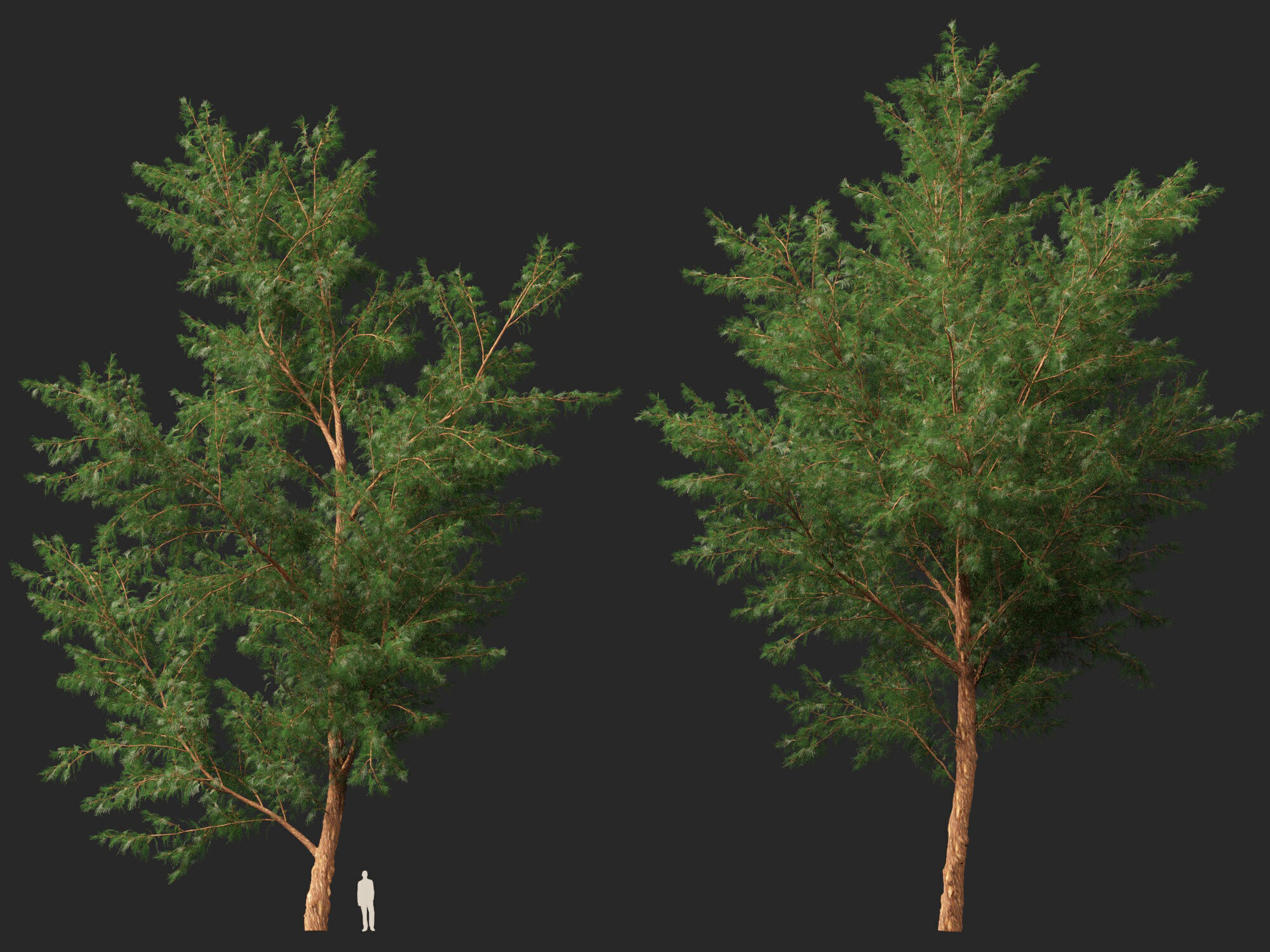 High-LowPoly - Casuarina equisetifolia - Australian pine tree Low-poly 3D model_11