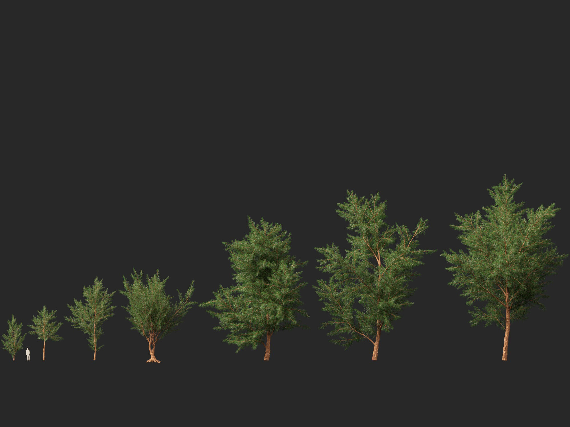 High-LowPoly - Casuarina equisetifolia - Australian pine tree Low-poly 3D model_5