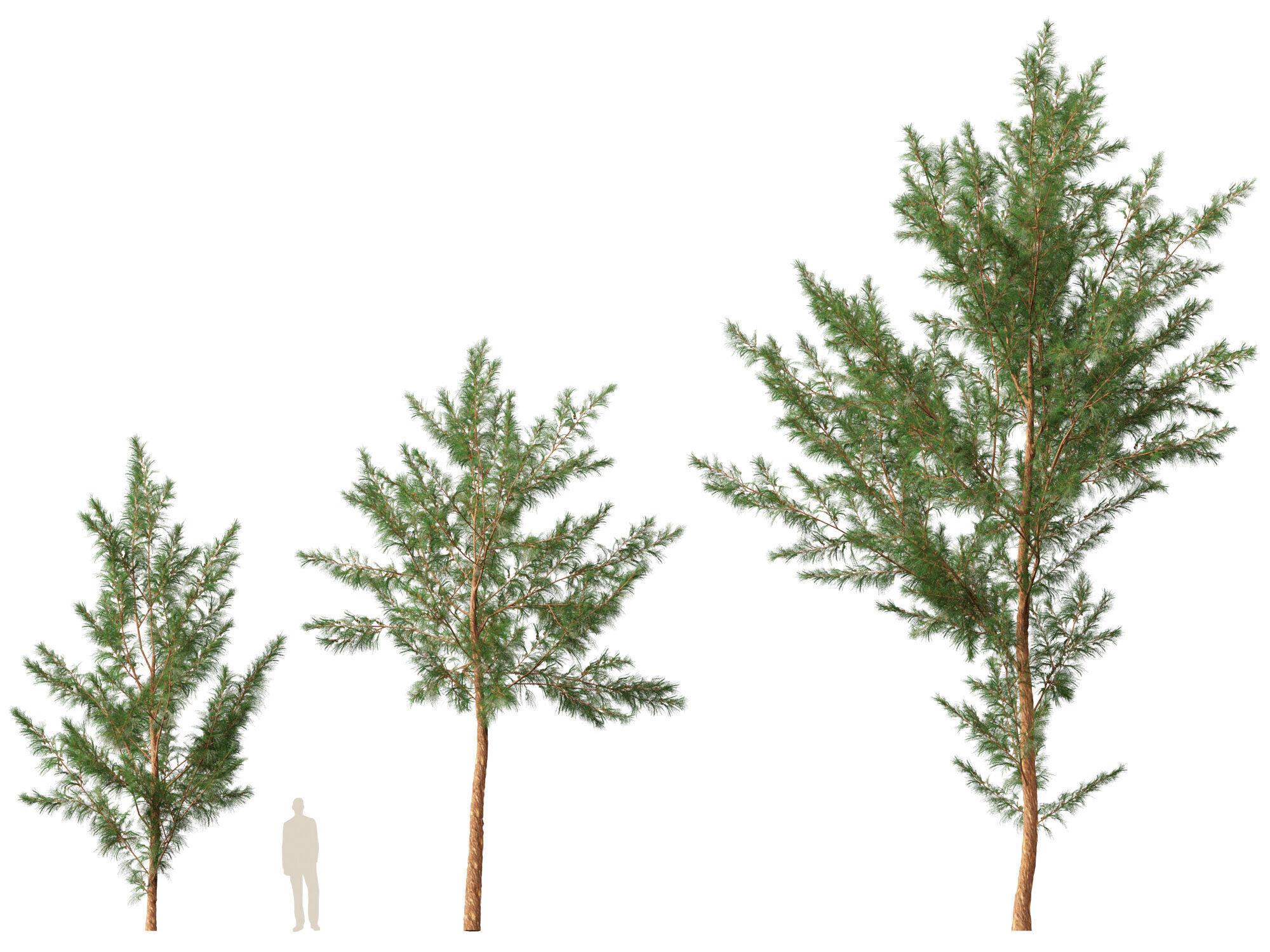 High-LowPoly - Casuarina equisetifolia - Australian pine tree Low-poly 3D model_6