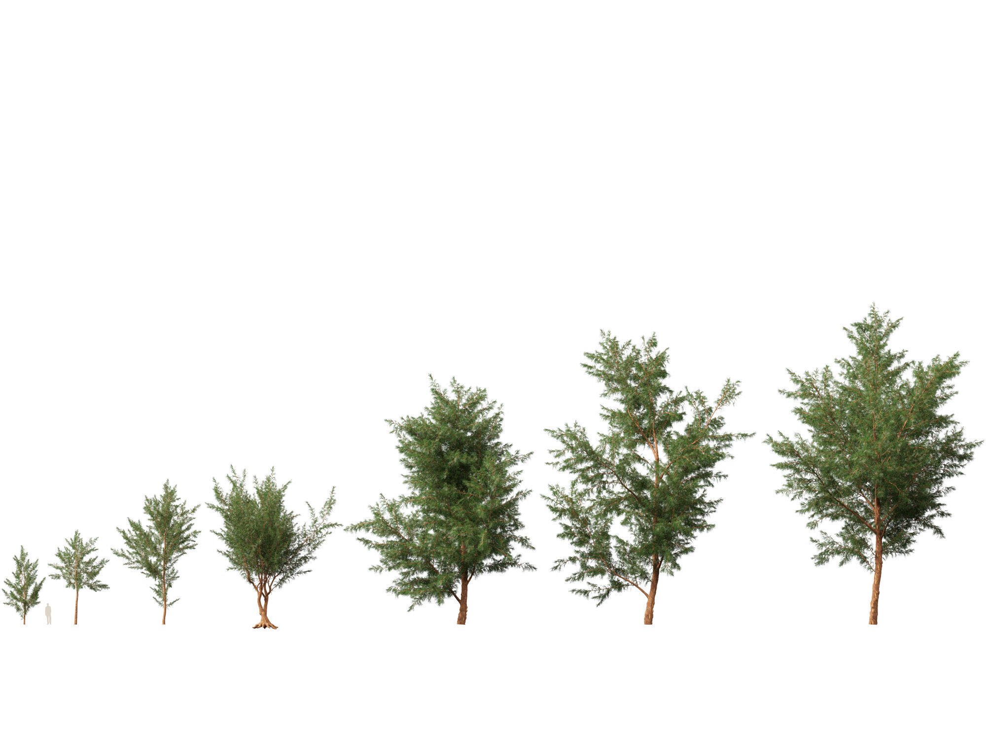 High-LowPoly - Casuarina equisetifolia - Australian pine tree Low-poly 3D model_2