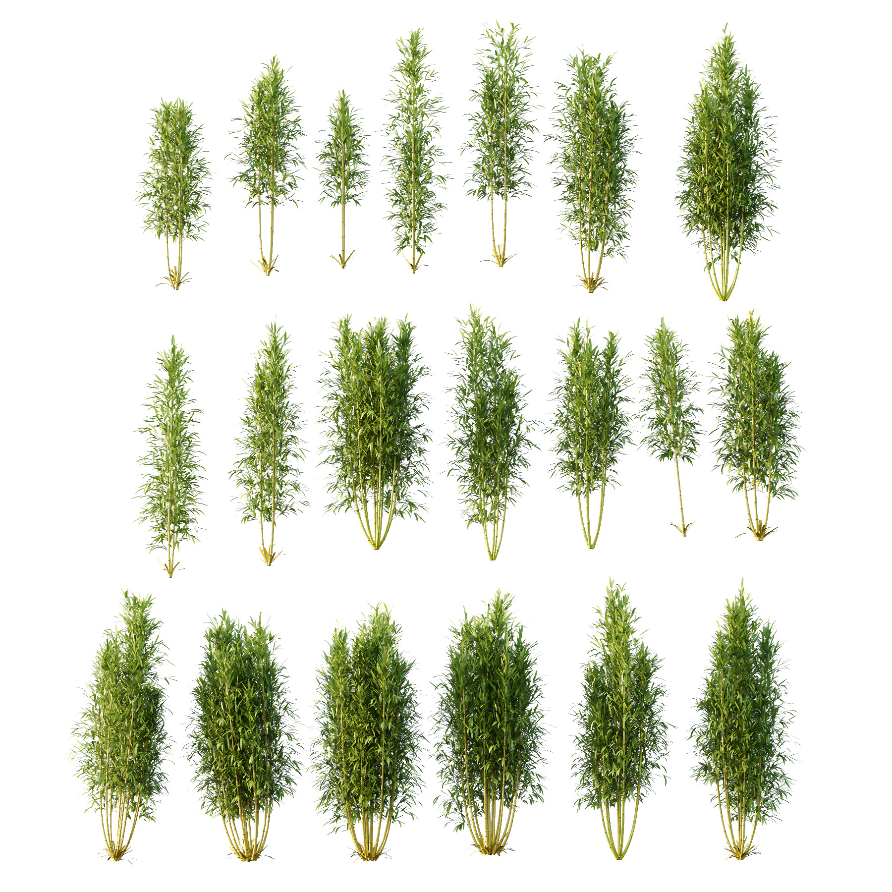 Bamboo Bambusoideae Bush 02 3D model_5