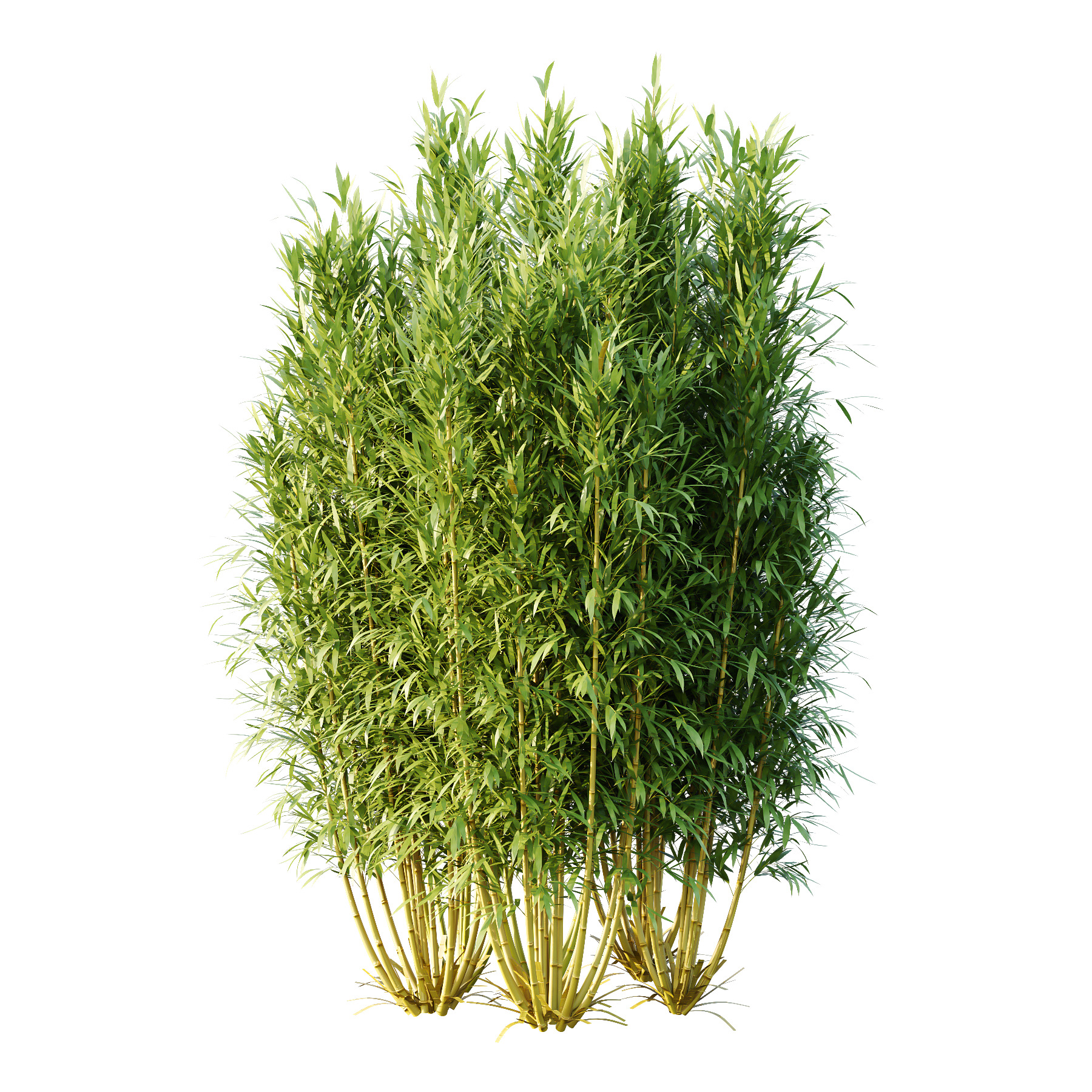 Bamboo Bambusoideae Bush 02 3D model_3