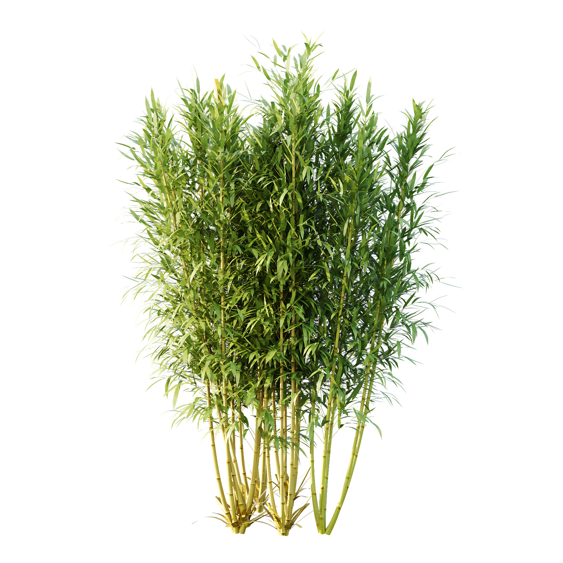 Bamboo Bambusoideae Bush 02 3D model_4