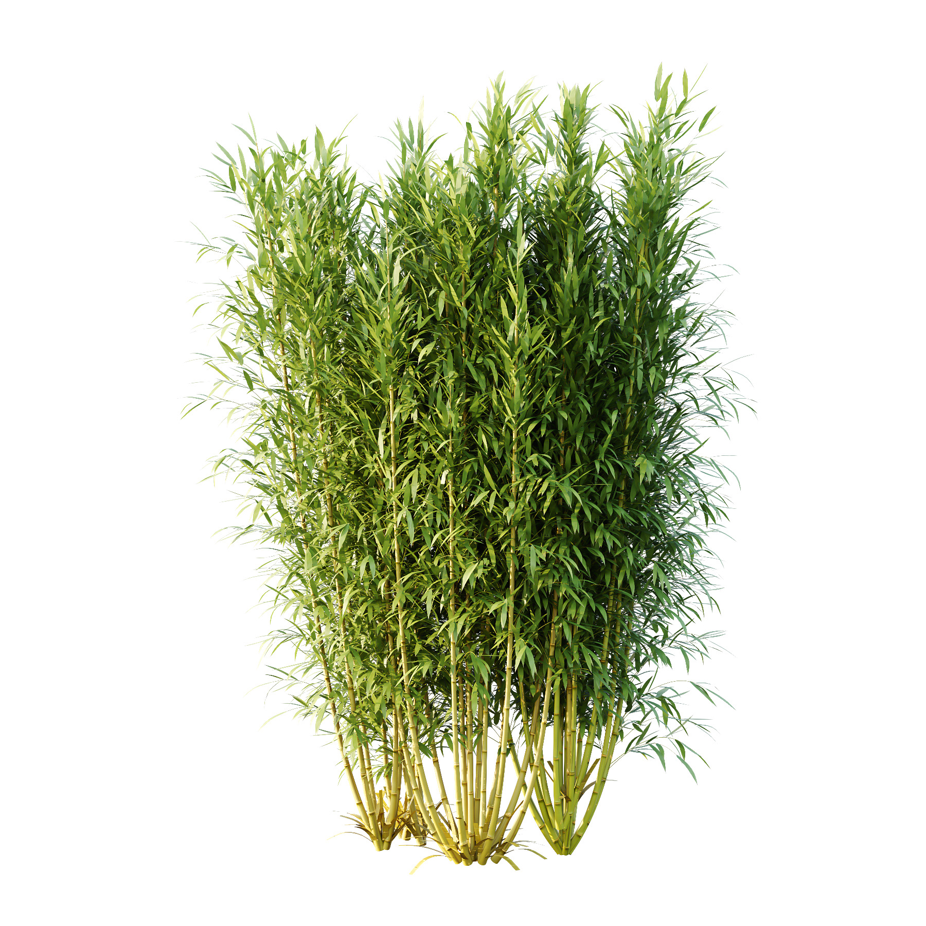 Bamboo Bambusoideae Bush 02 3D model_2