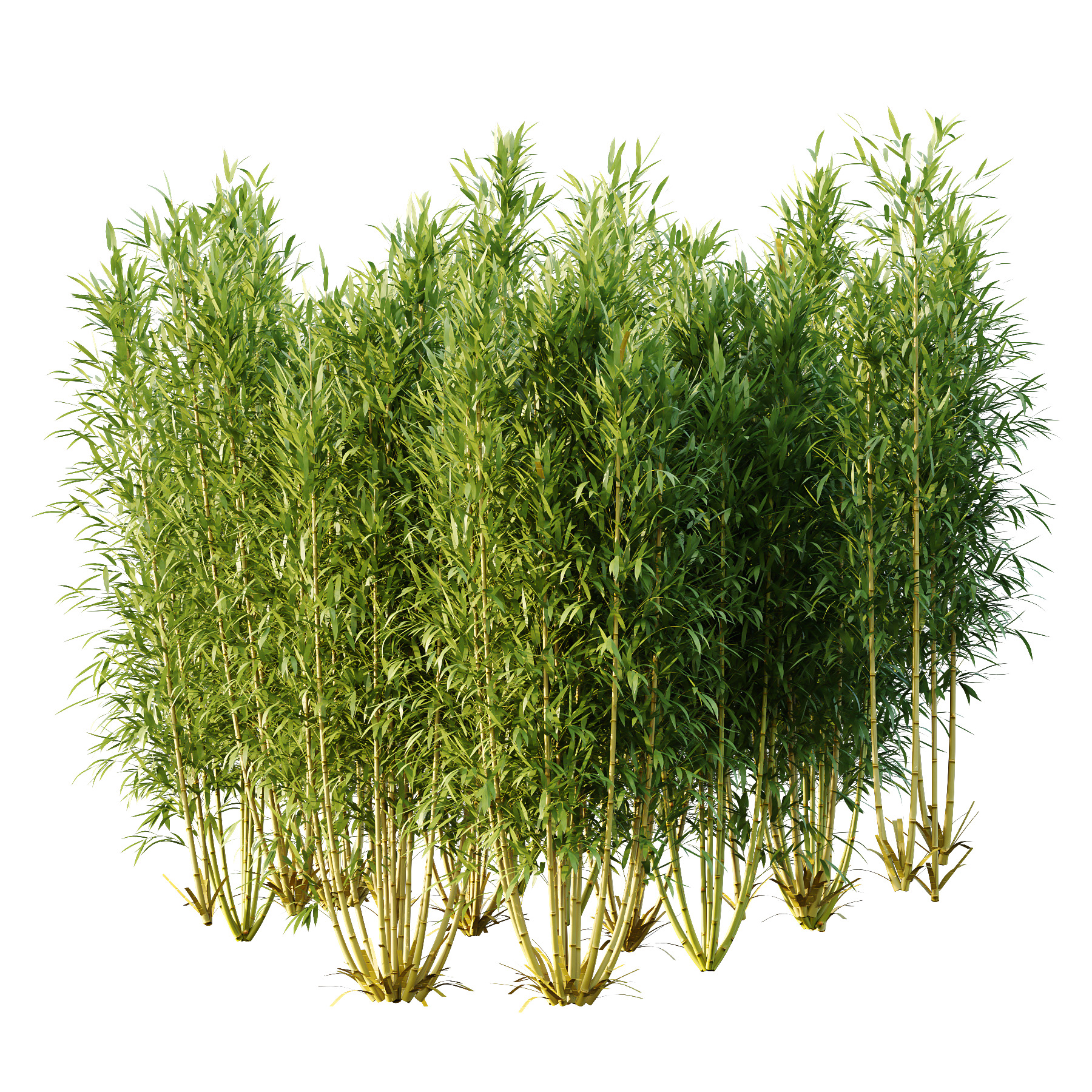 Bamboo Bambusoideae Bush 02 3D model_1