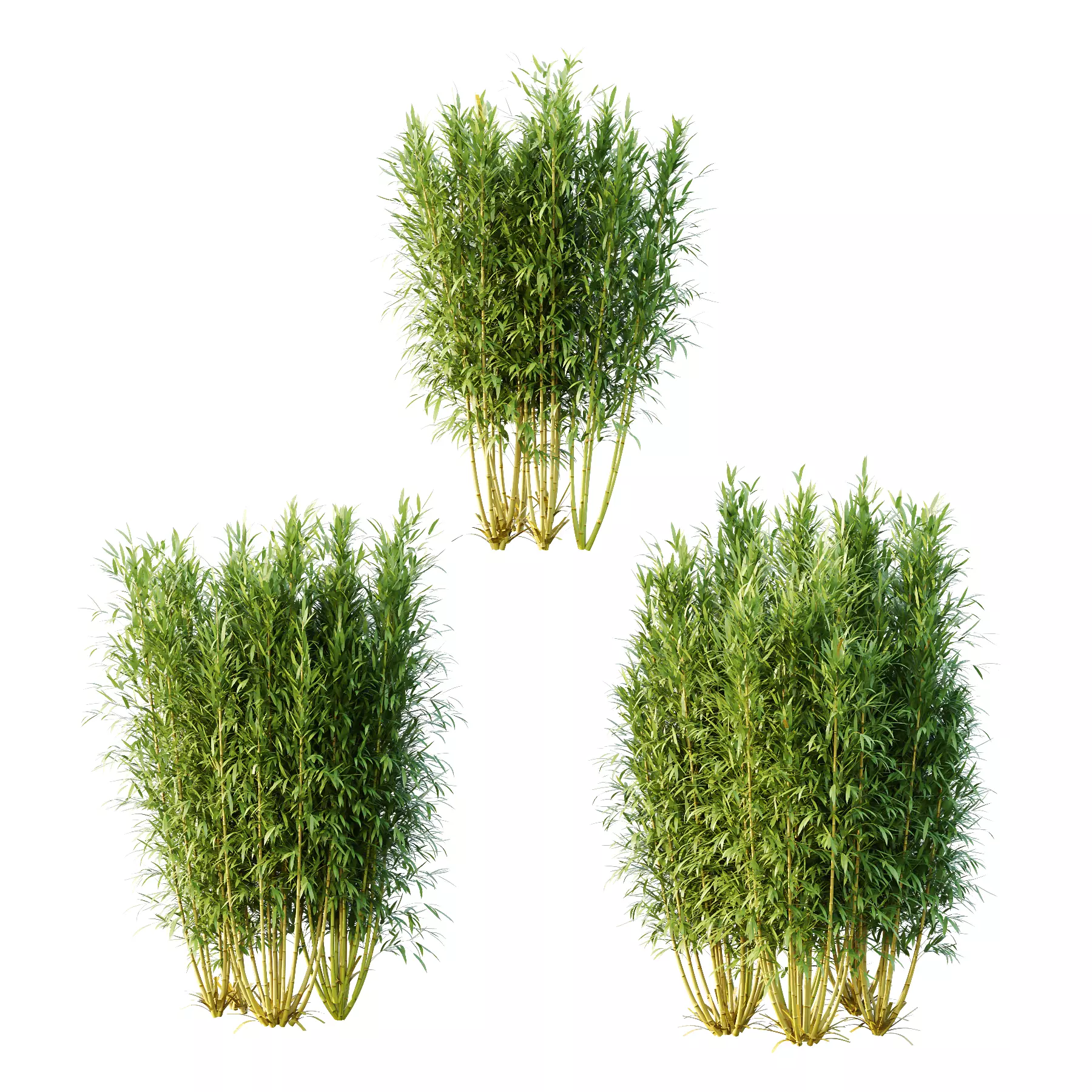 Bamboo Bambusoideae Bush 02 3D model_0