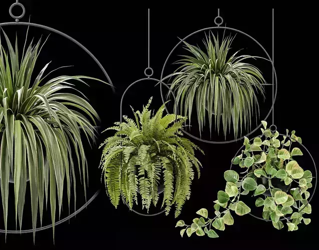 Hanging Houseplants in Metal Frames Set