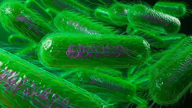 Escherichia coli E coli Bacterium 3D model
