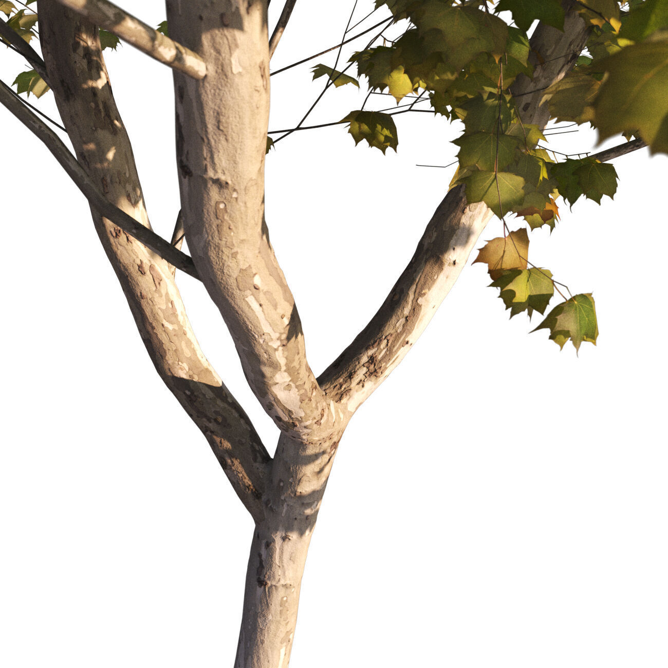 Platanus x hispanica  L 01 London plane Platanaceae 3D model_5