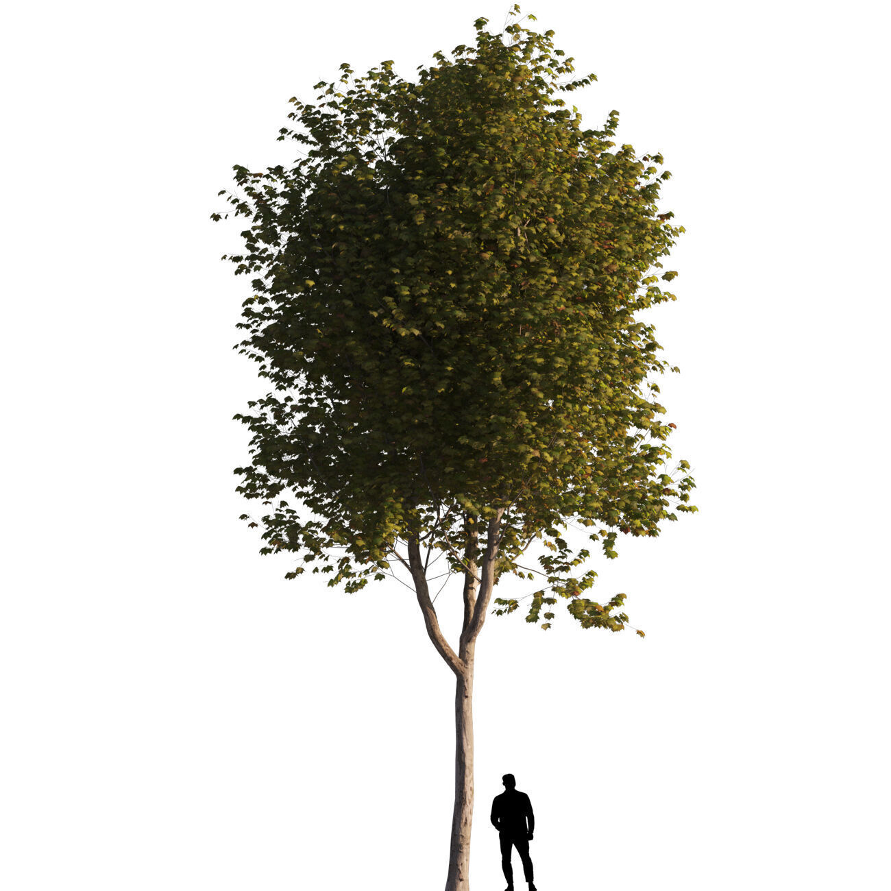 Platanus x hispanica  L 01 London plane Platanaceae 3D model_1