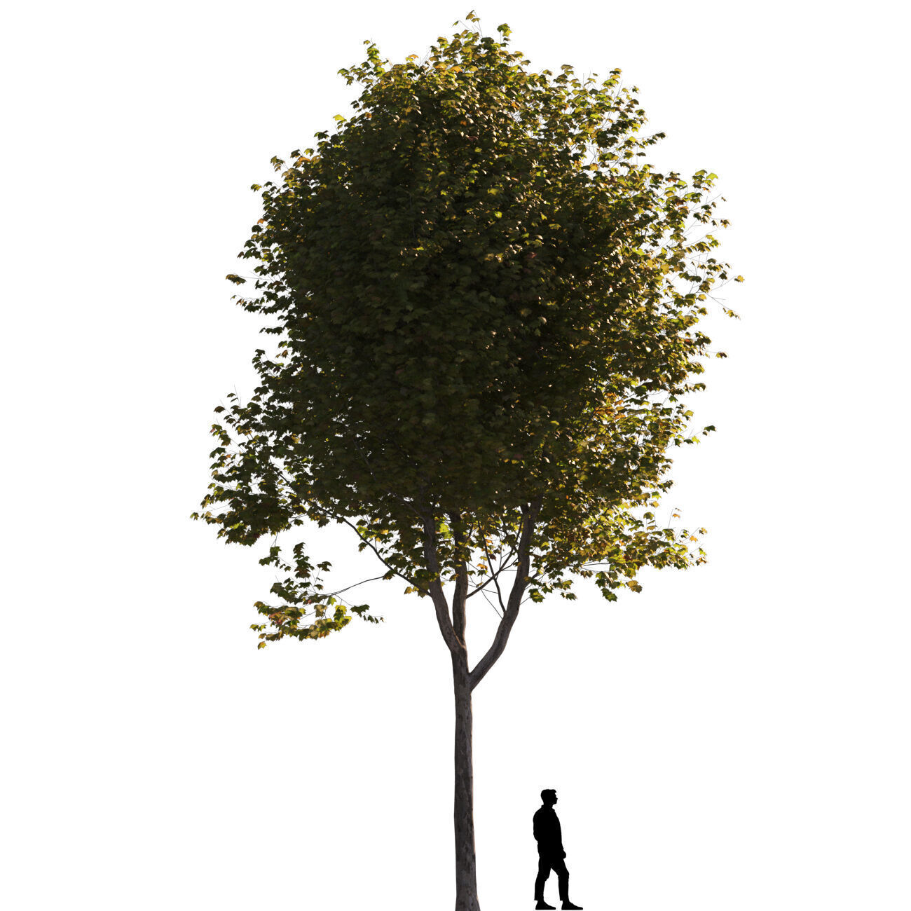 Platanus x hispanica  L 01 London plane Platanaceae 3D model_4