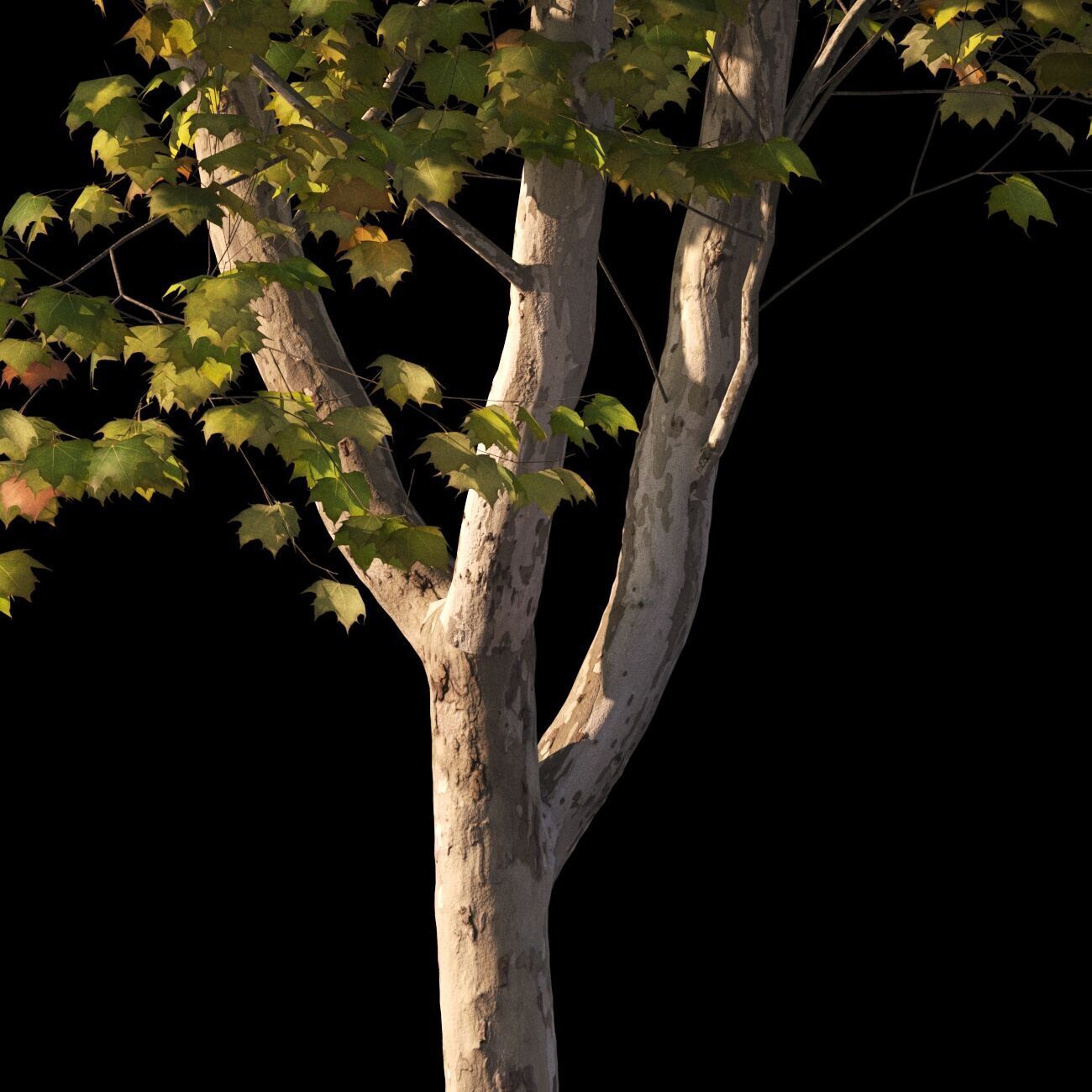 Platanus x hispanica  L 01 London plane Platanaceae 3D model_6