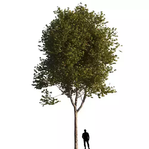 Platanus x hispanica  L 01 London plane Platanaceae