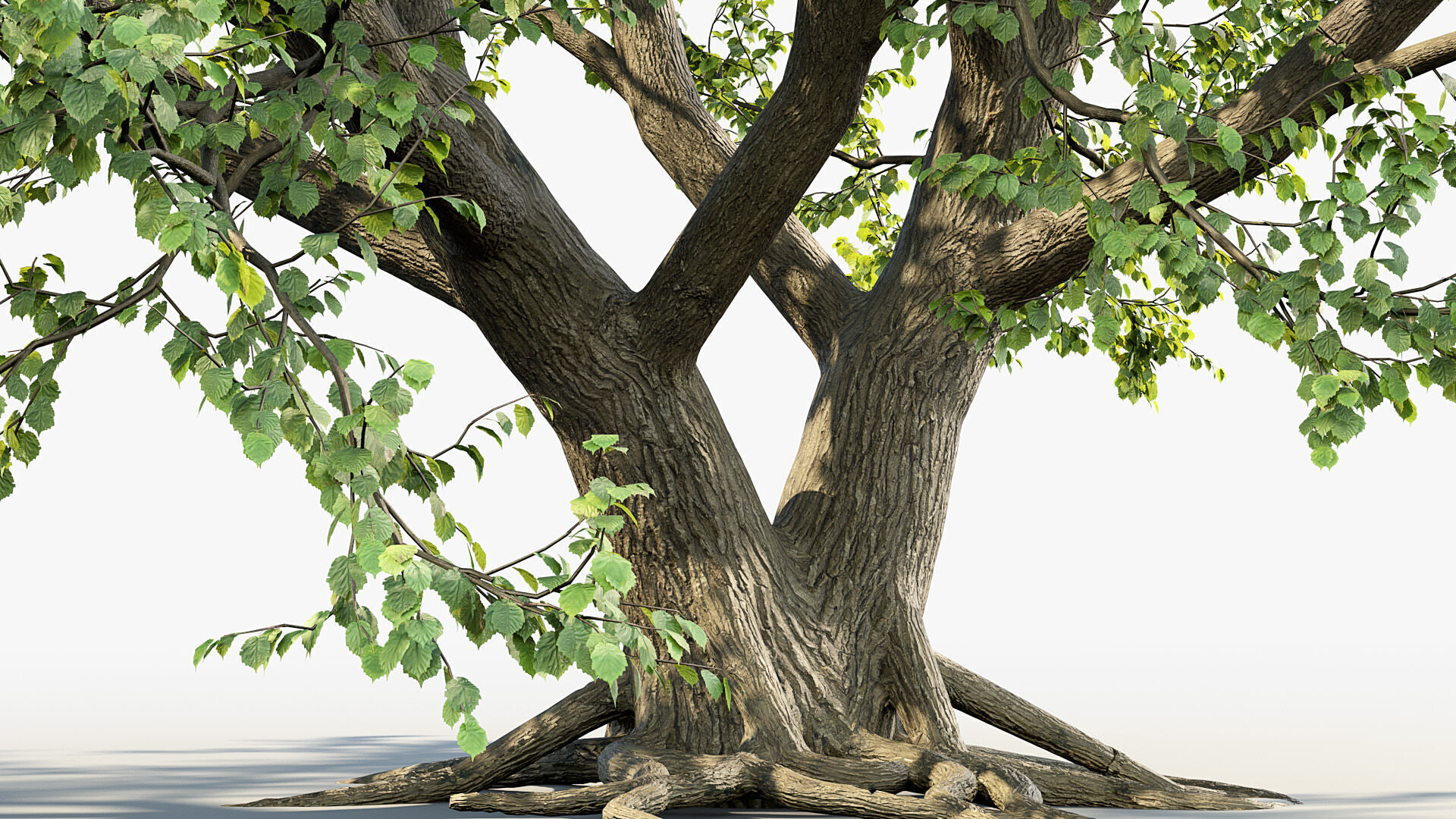 Corylus colurna Turkish hazel 02 3D model_4