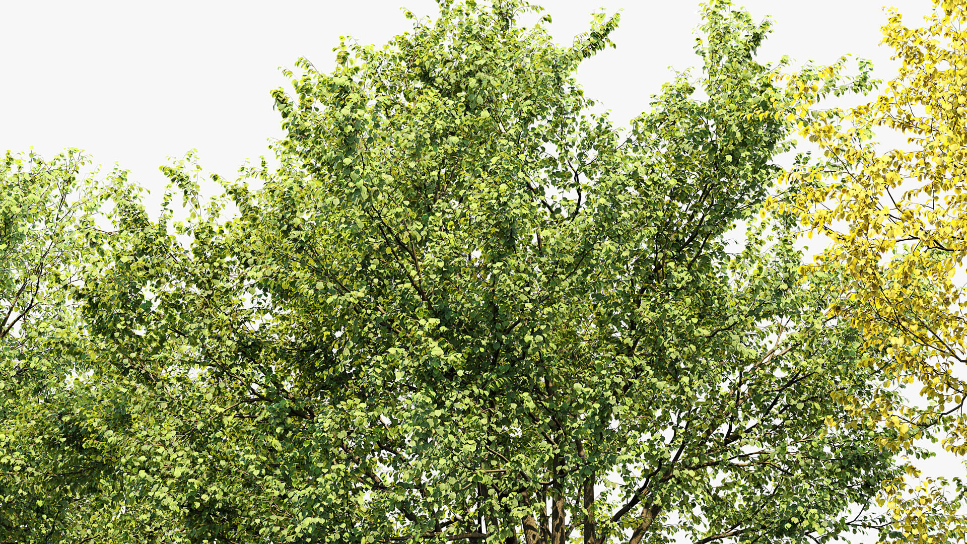 Corylus colurna Turkish hazel 02 3D model_5