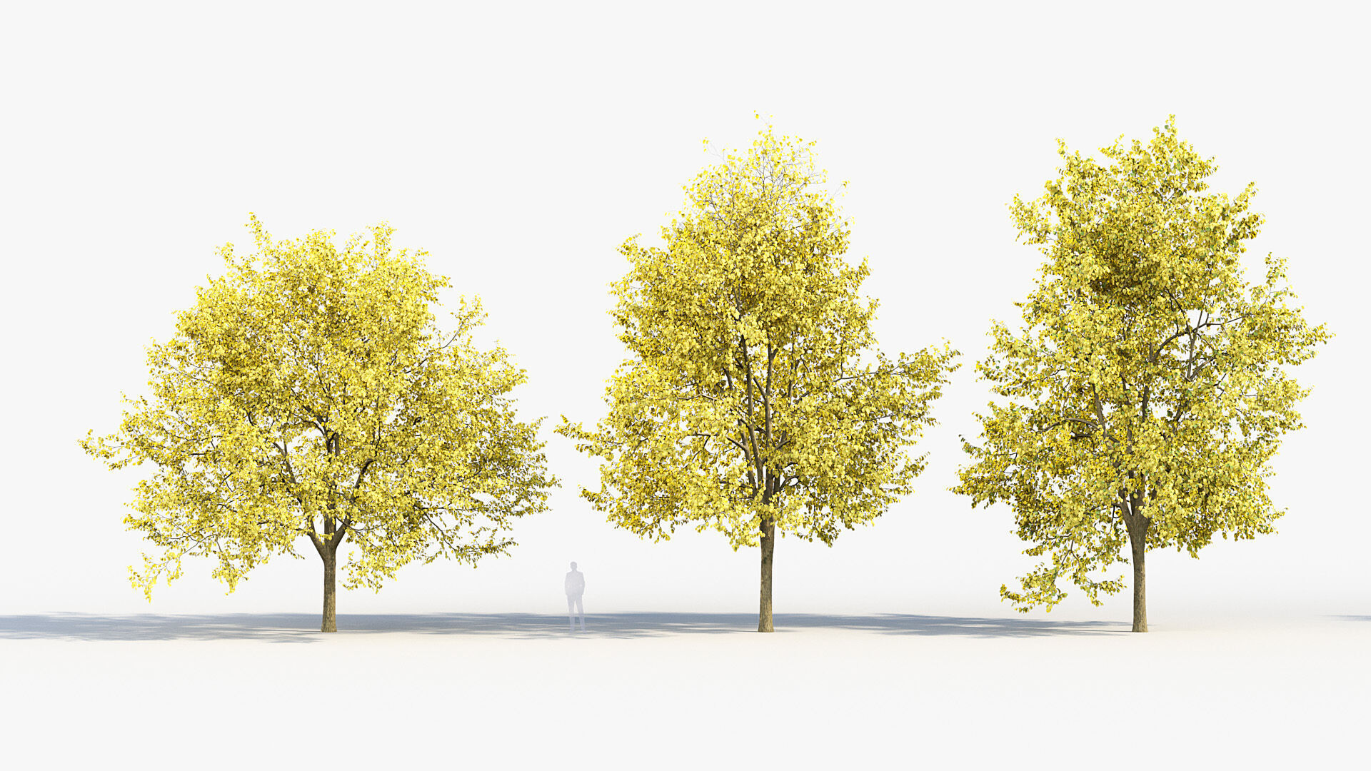 Corylus colurna Turkish hazel 02 3D model_2