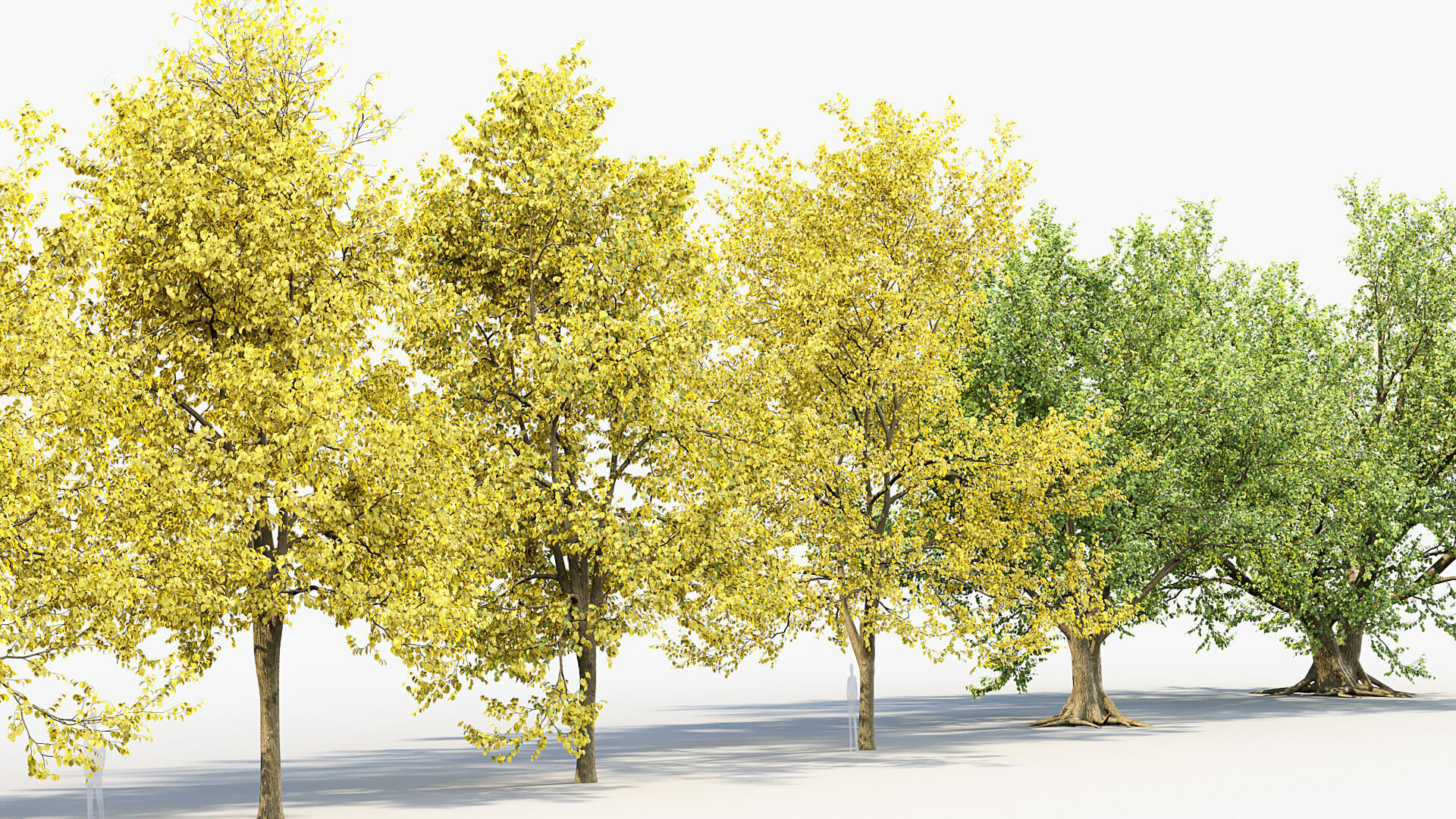 Corylus colurna Turkish hazel 02 3D model_6