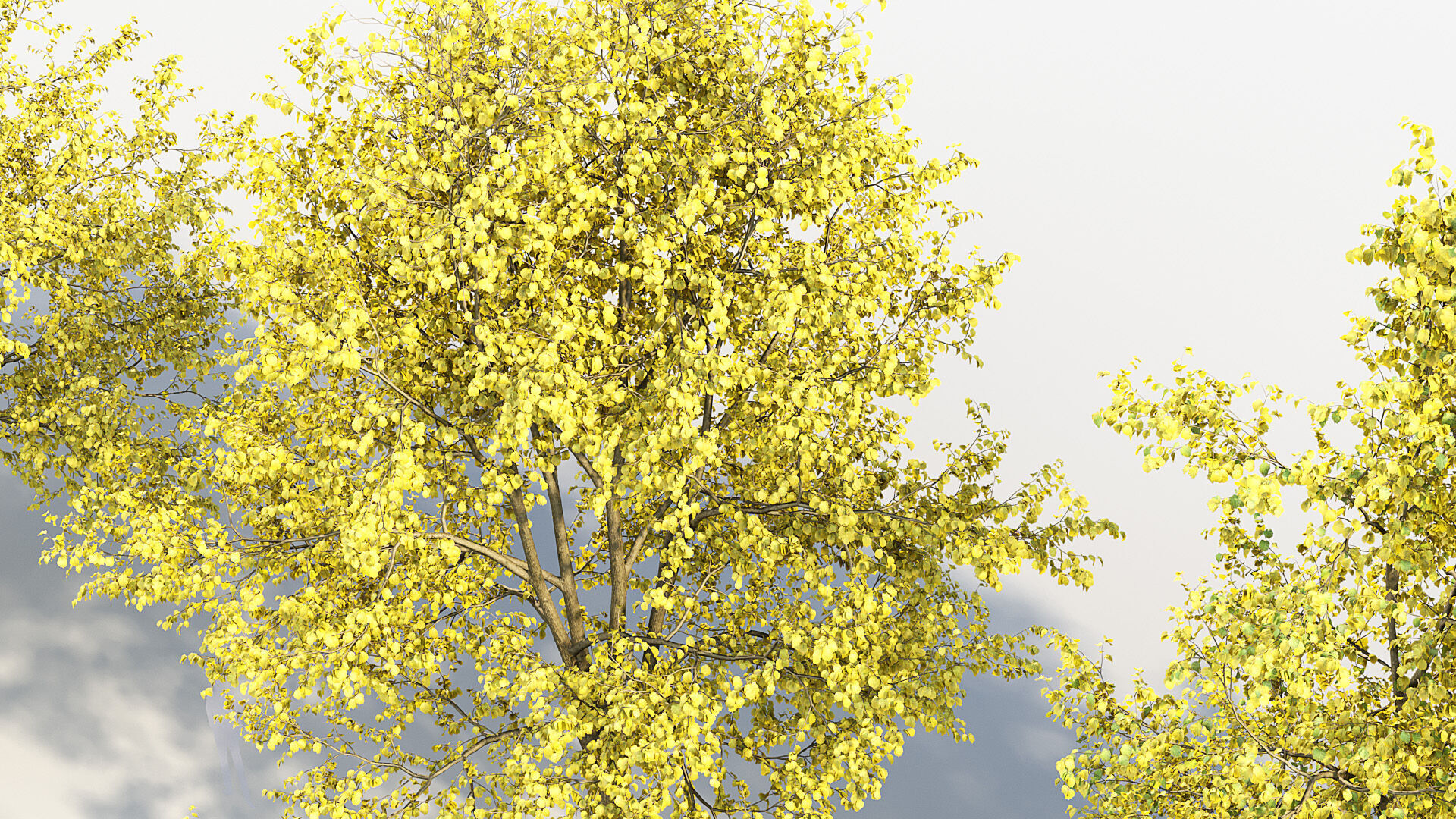 Corylus colurna Turkish hazel 02 3D model_7