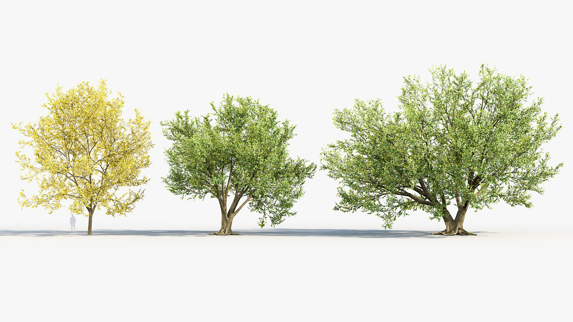 Corylus colurna Turkish hazel 02 3D model_3