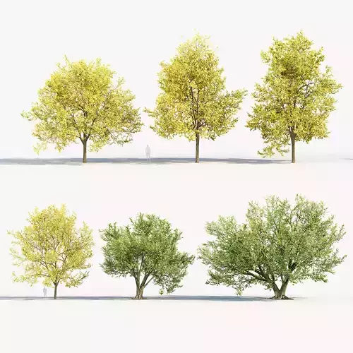 Corylus colurna Turkish hazel 02