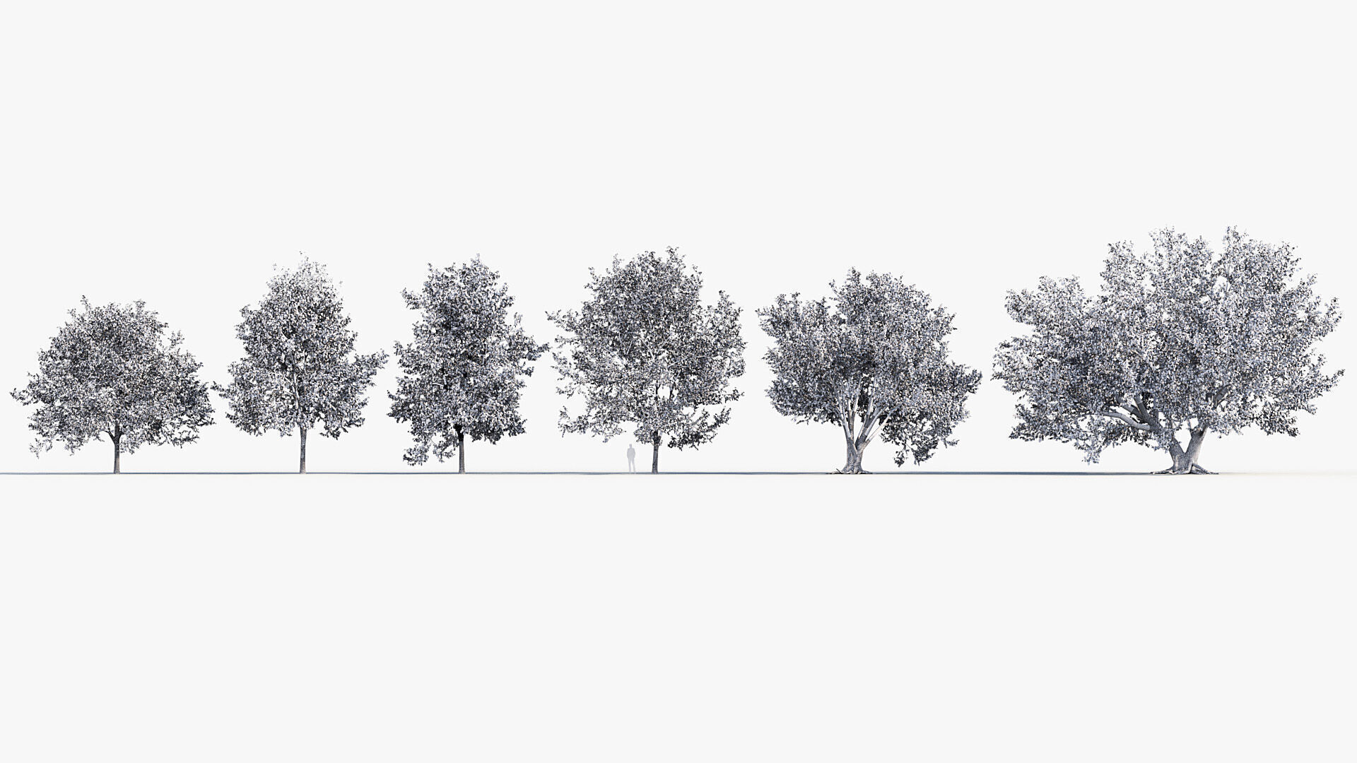 Corylus colurna Turkish hazel 02 3D model_8