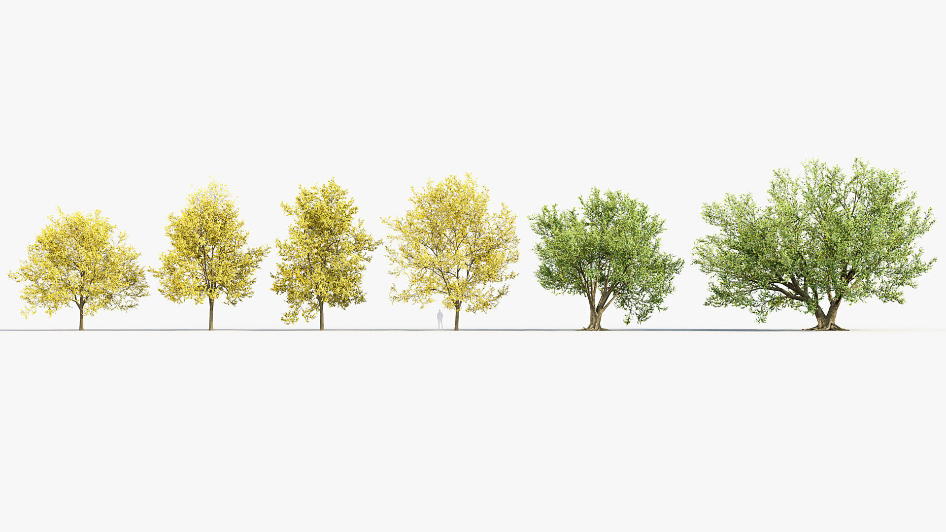 Corylus colurna Turkish hazel 02 3D model_1