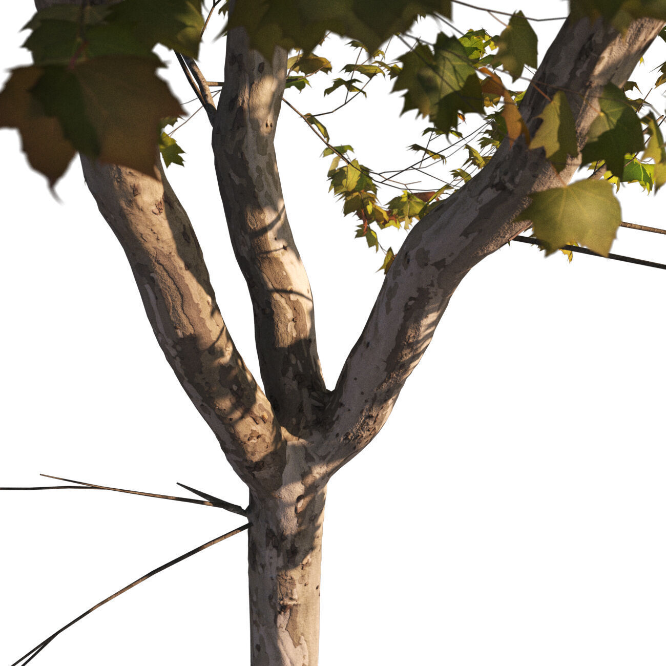 Platanus x hispanica  L 02 London plane Platanaceae 3D model_5