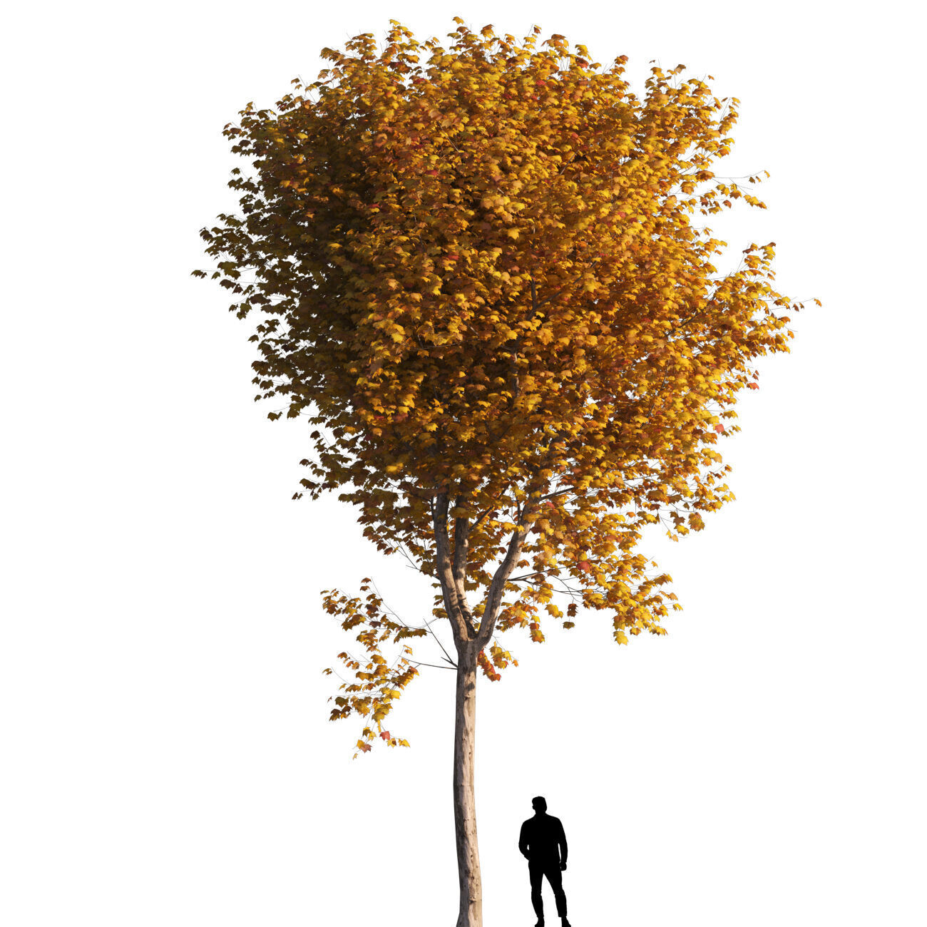 Platanus x hispanica  L 02 London plane Platanaceae 3D model_3