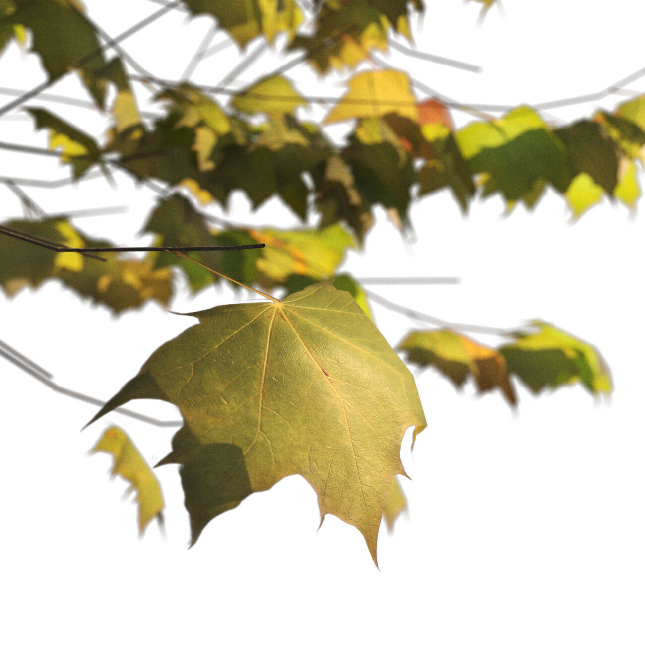 Platanus x hispanica  L 02 London plane Platanaceae 3D model_9