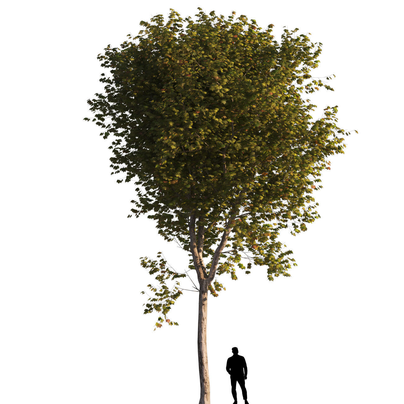 Platanus x hispanica  L 02 London plane Platanaceae 3D model_2