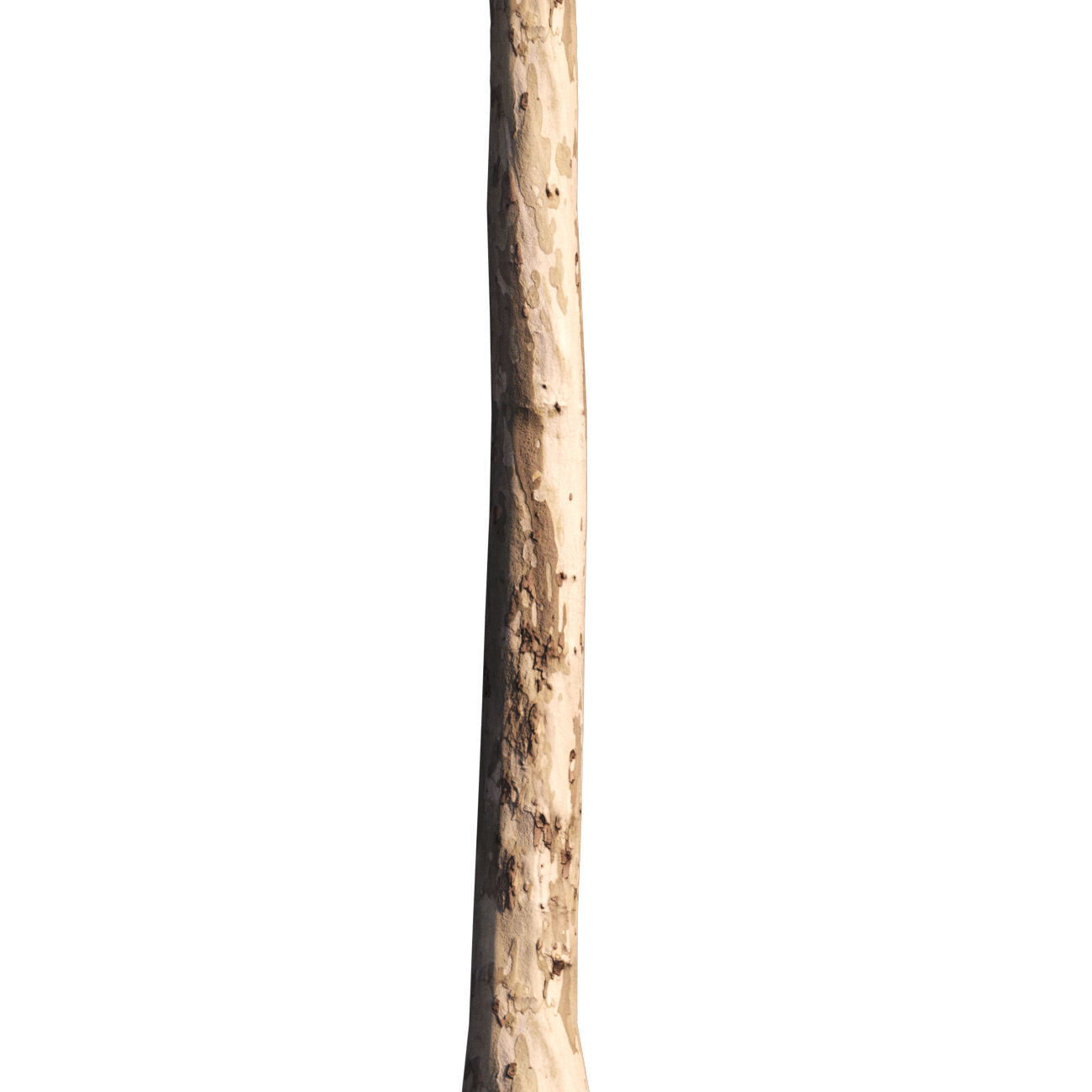 Platanus x hispanica  L 02 London plane Platanaceae 3D model_10