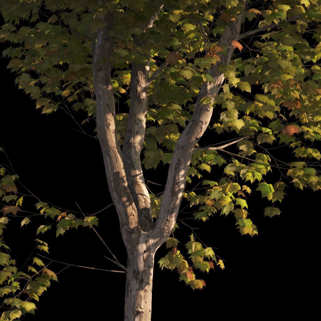 Platanus x hispanica  L 02 London plane Platanaceae 3D model_6