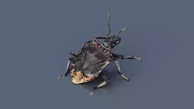 Stink bug Low-poly 3D model