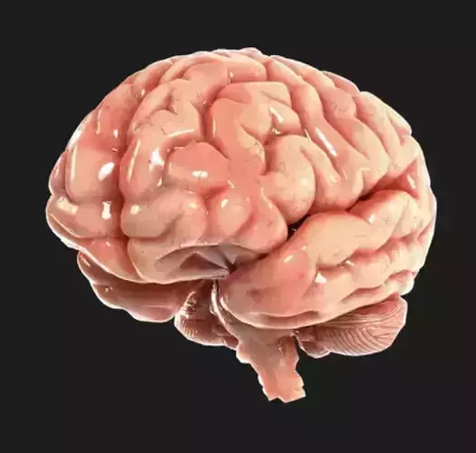 Realistic Human Brain 3D Model - High Detail Anatomy
