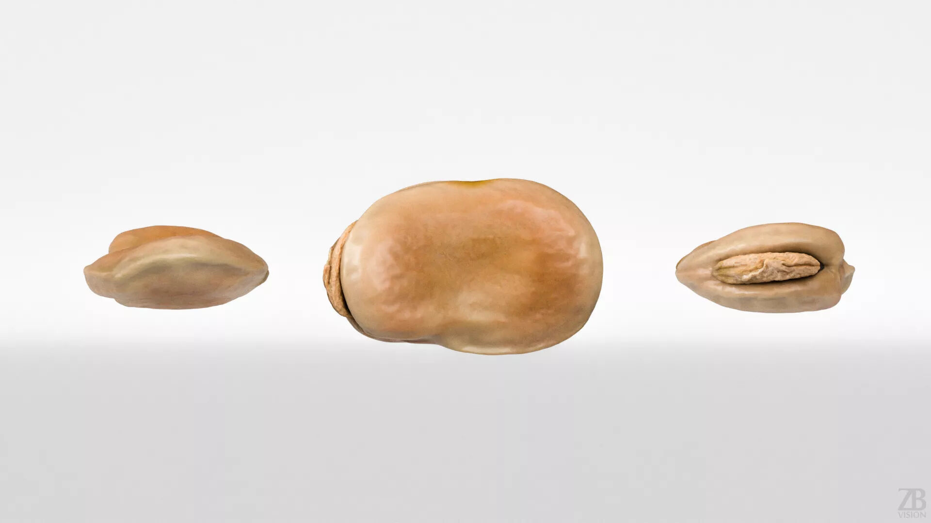 Fava Bean 3D model_4
