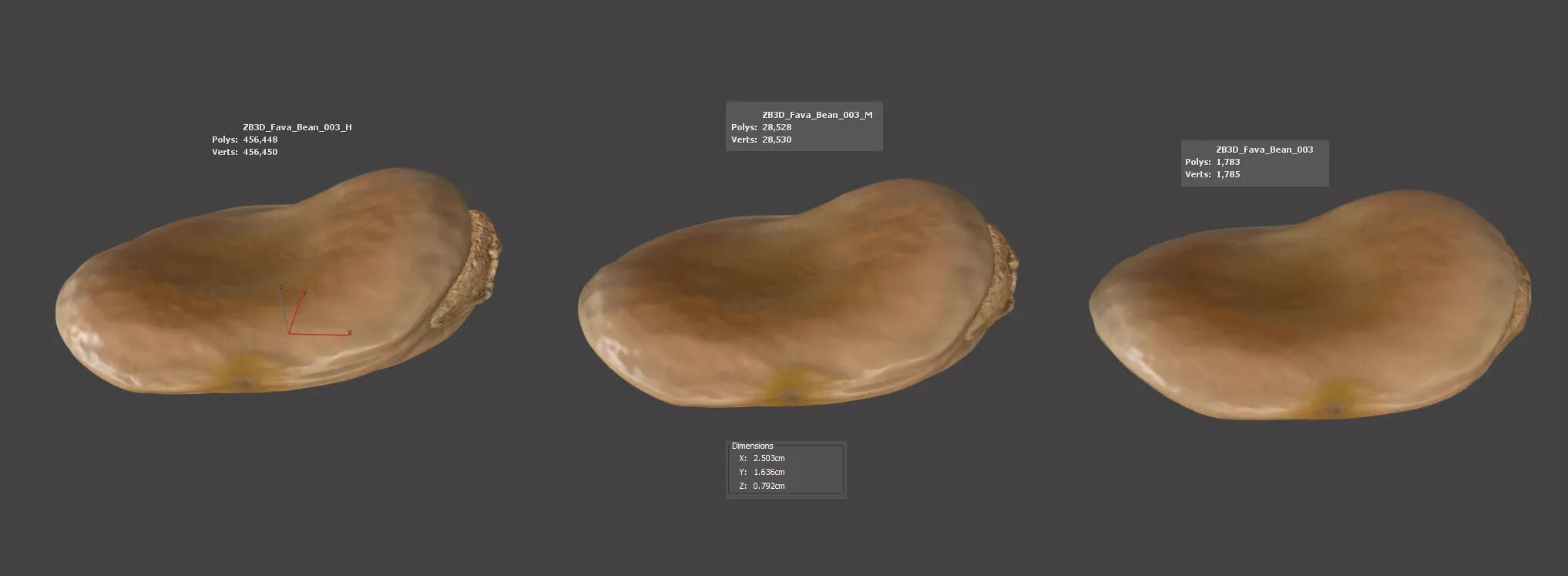 Fava Bean 3D model_5