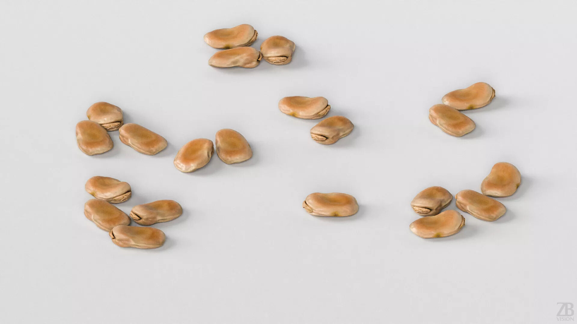 Fava Bean 3D model_2