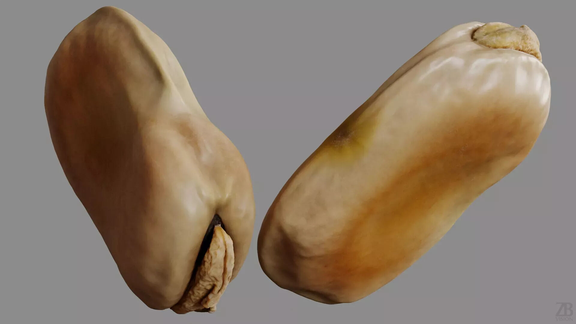 Fava Bean 3D model_8