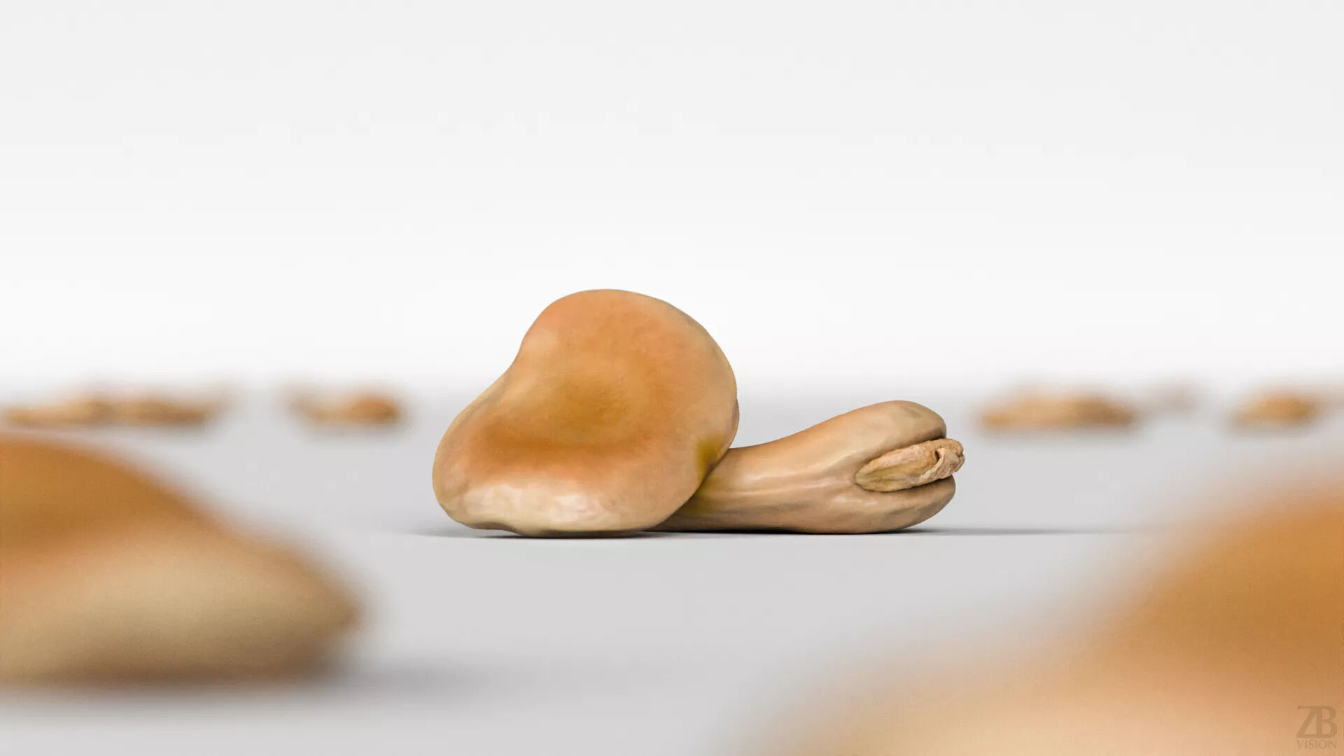 Fava Bean 3D model_1