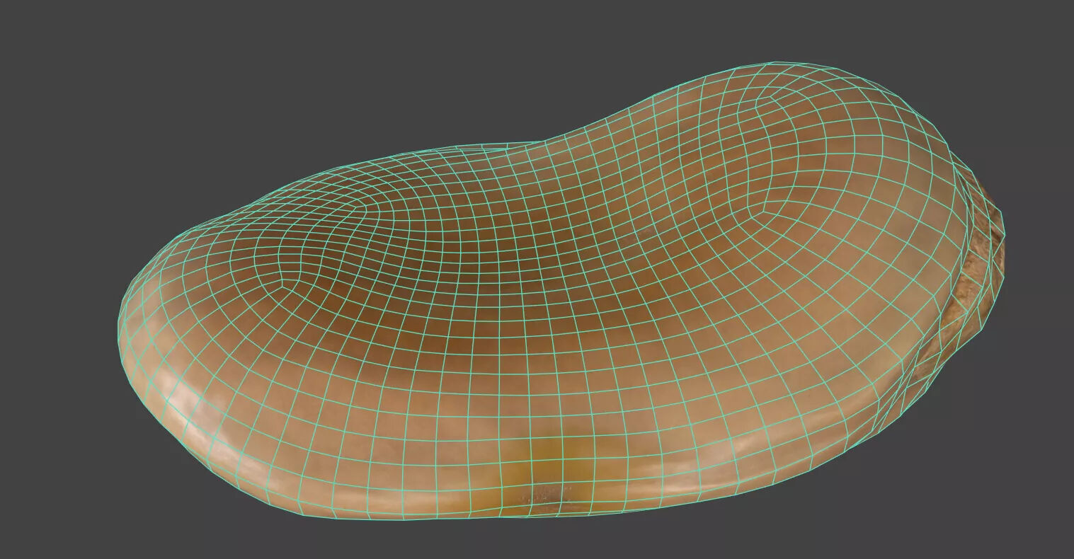 Fava Bean 3D model_6