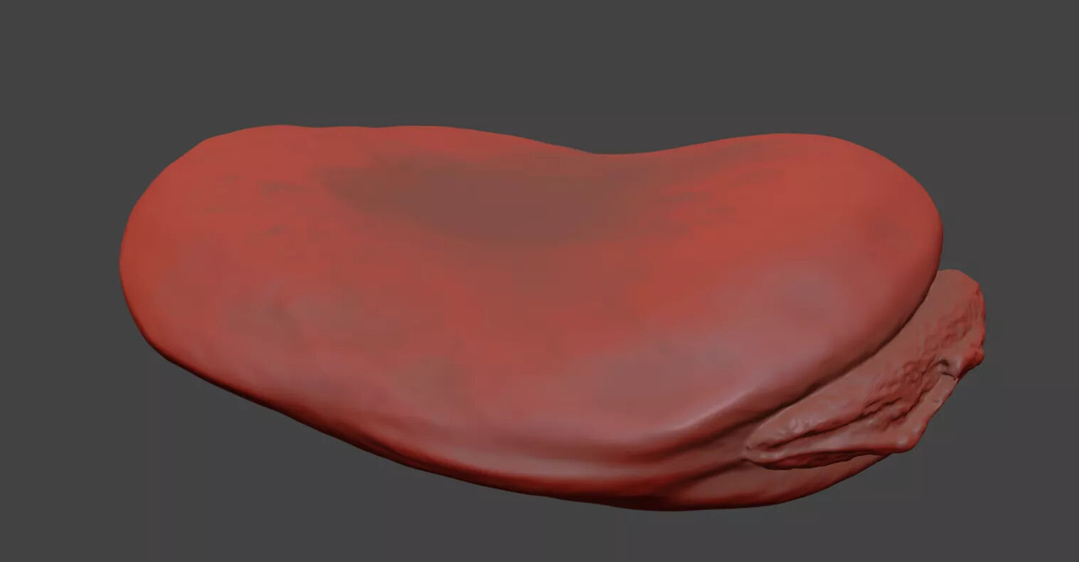 Fava Bean 3D model_7